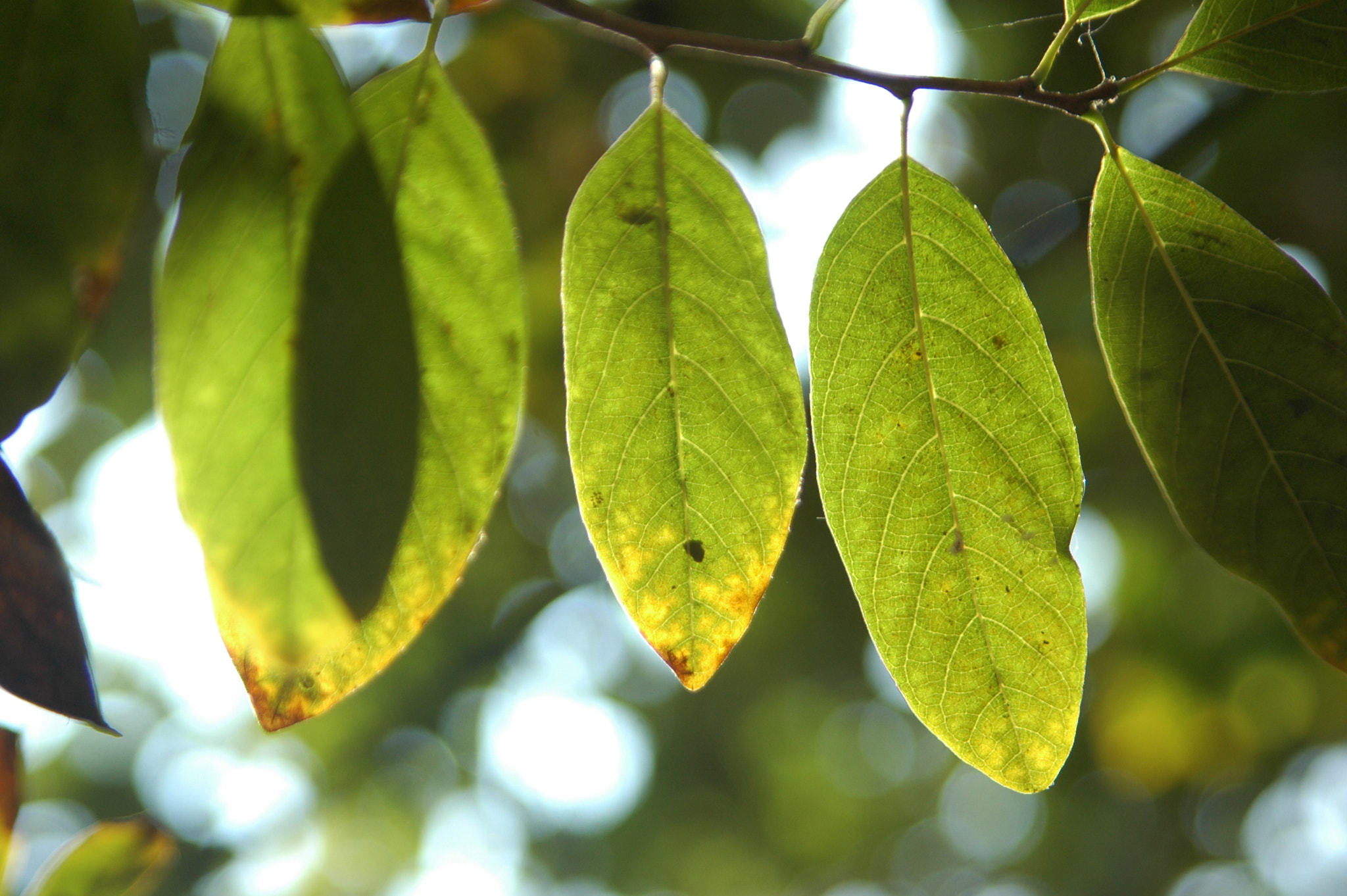 Sigma 28-105mm F2.8-4 Aspherical sample photo