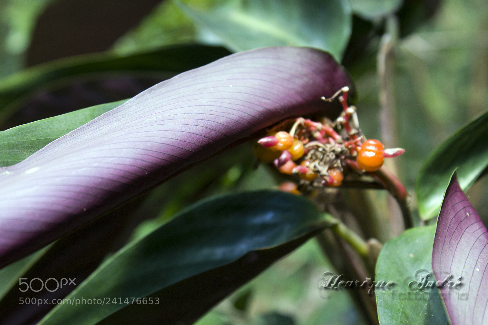 Canon EOS 600D (Rebel EOS T3i / EOS Kiss X5) sample photo. Flores photography
