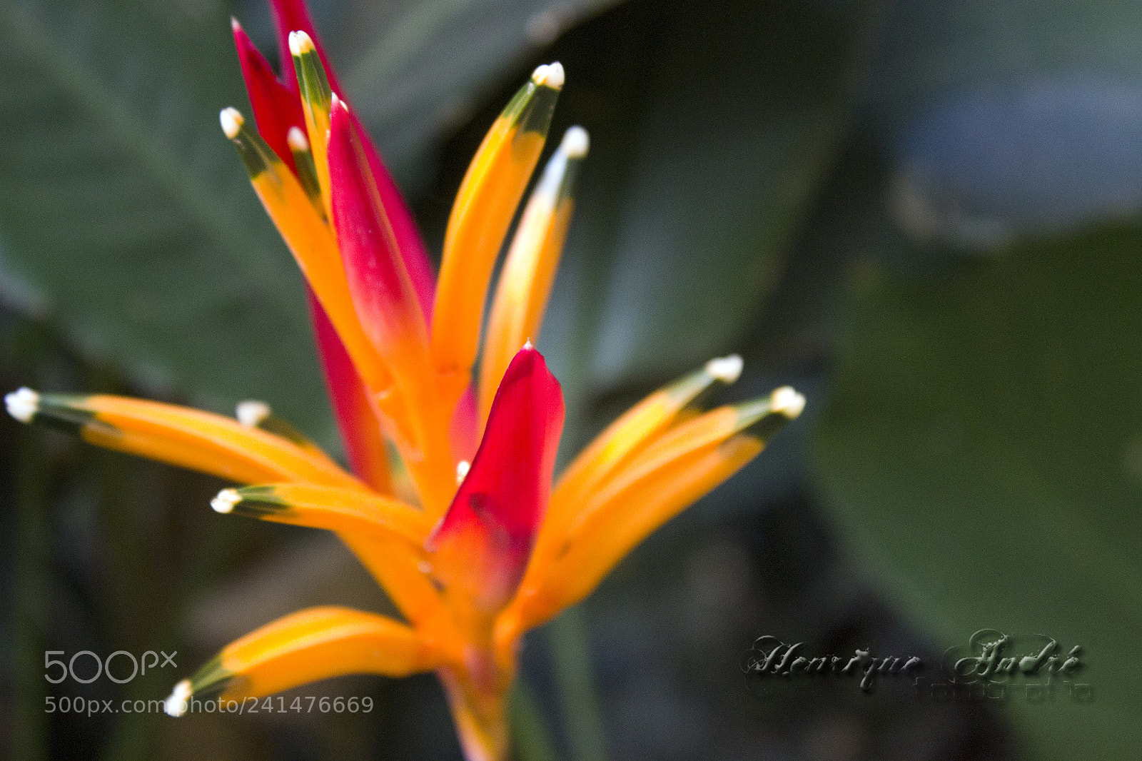 Canon EOS 600D (Rebel EOS T3i / EOS Kiss X5) sample photo. Flores photography