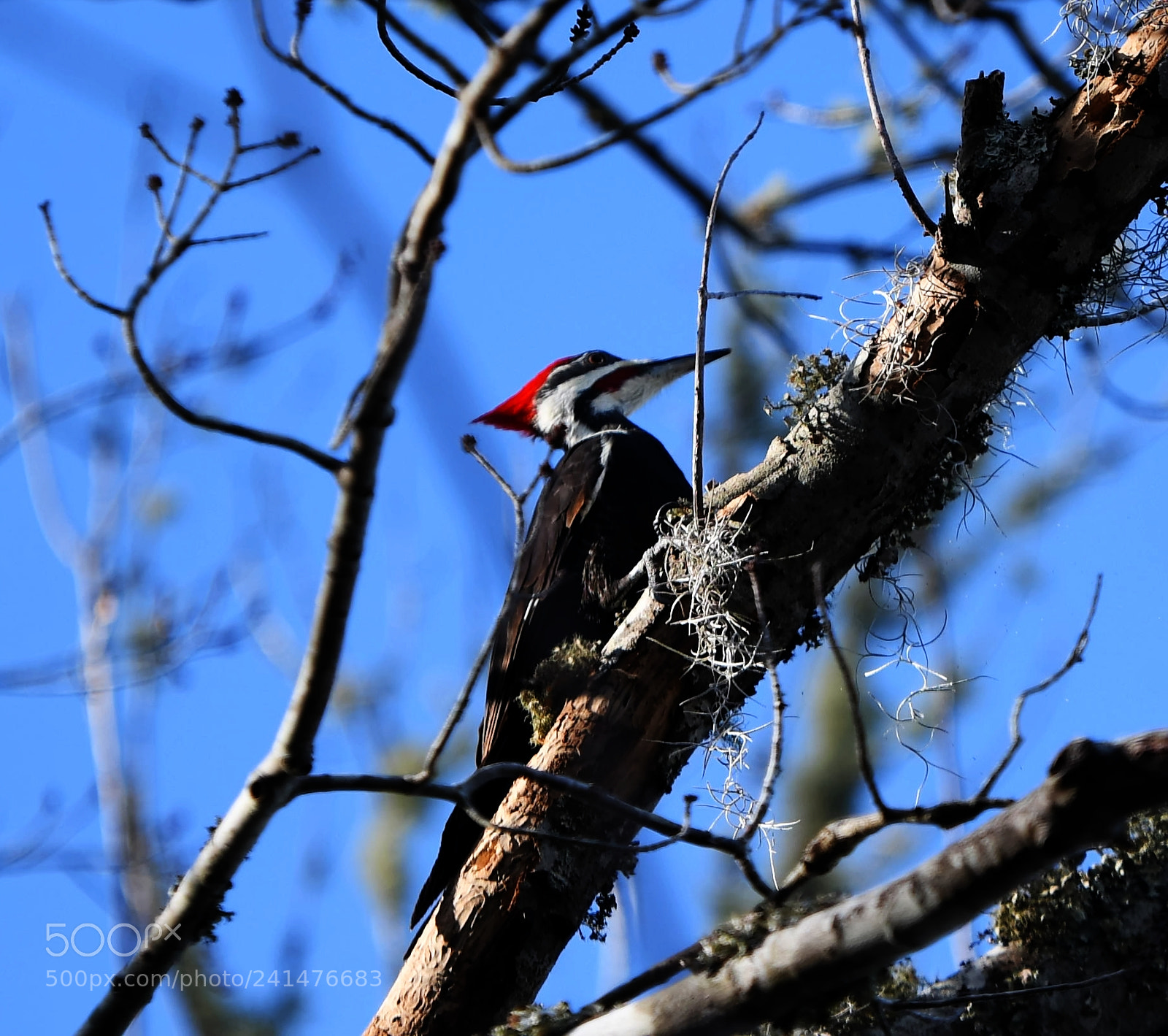 Nikon D850 sample photo. Woody woodbanger take 2 photography