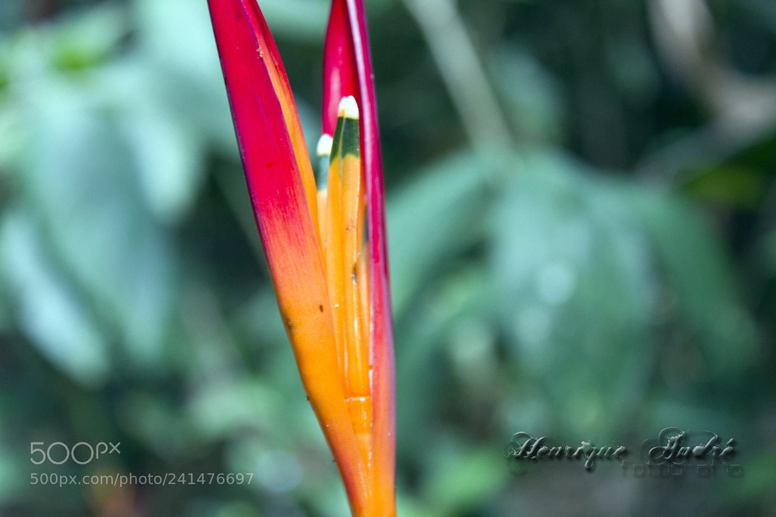 Canon EOS 600D (Rebel EOS T3i / EOS Kiss X5) sample photo. Flores photography