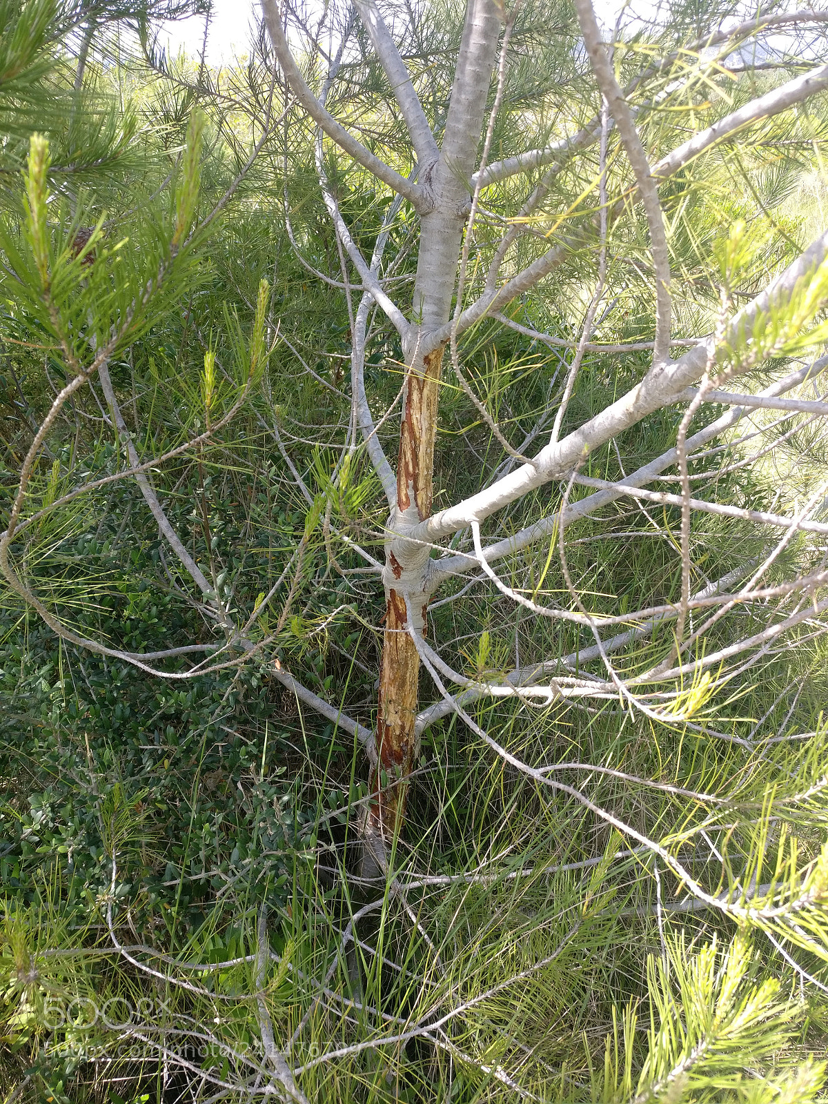 OnePlus A3003 sample photo. Img_20170518_151201.jpg photography