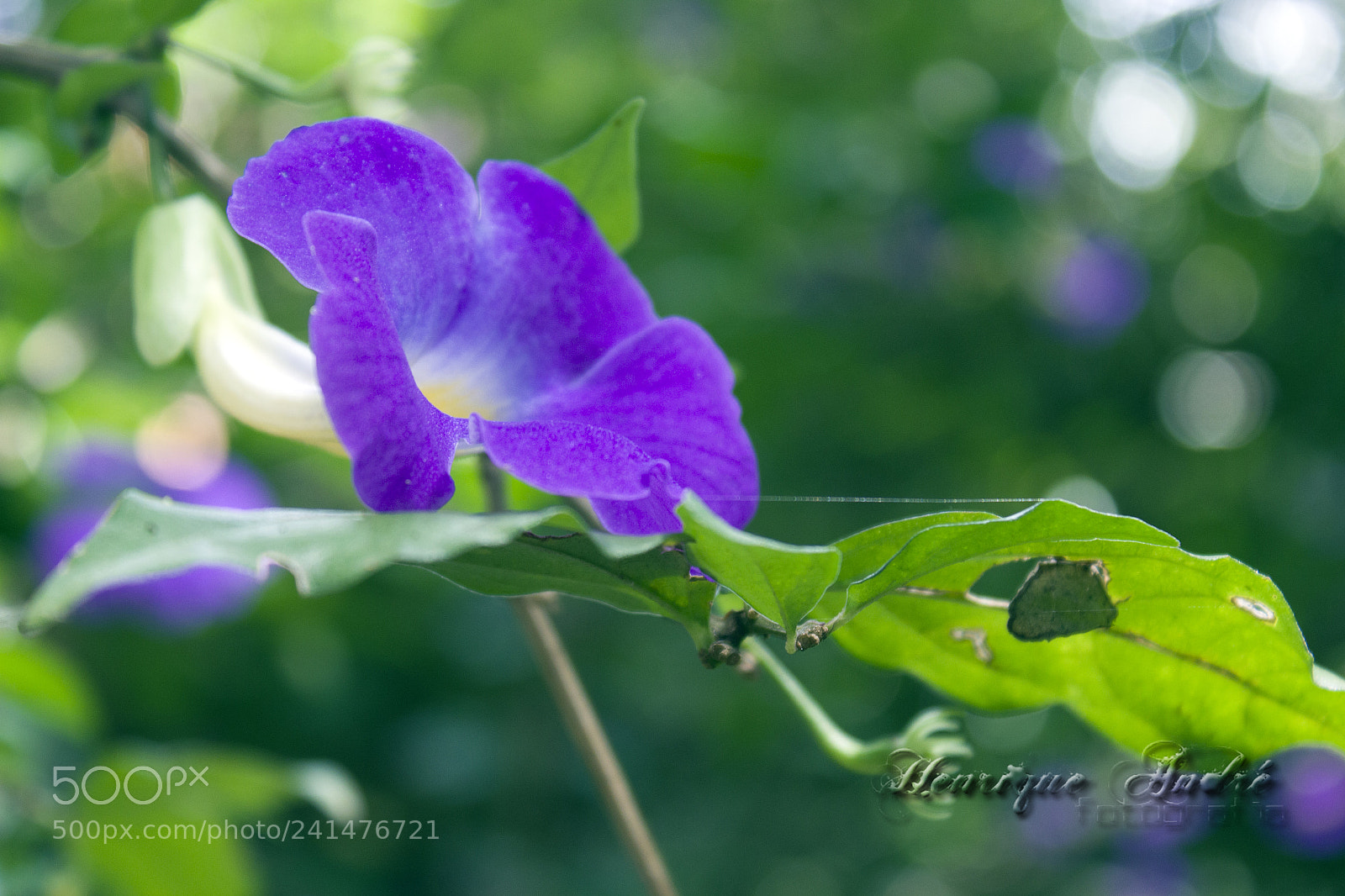 Canon EOS 600D (Rebel EOS T3i / EOS Kiss X5) sample photo. Flores photography