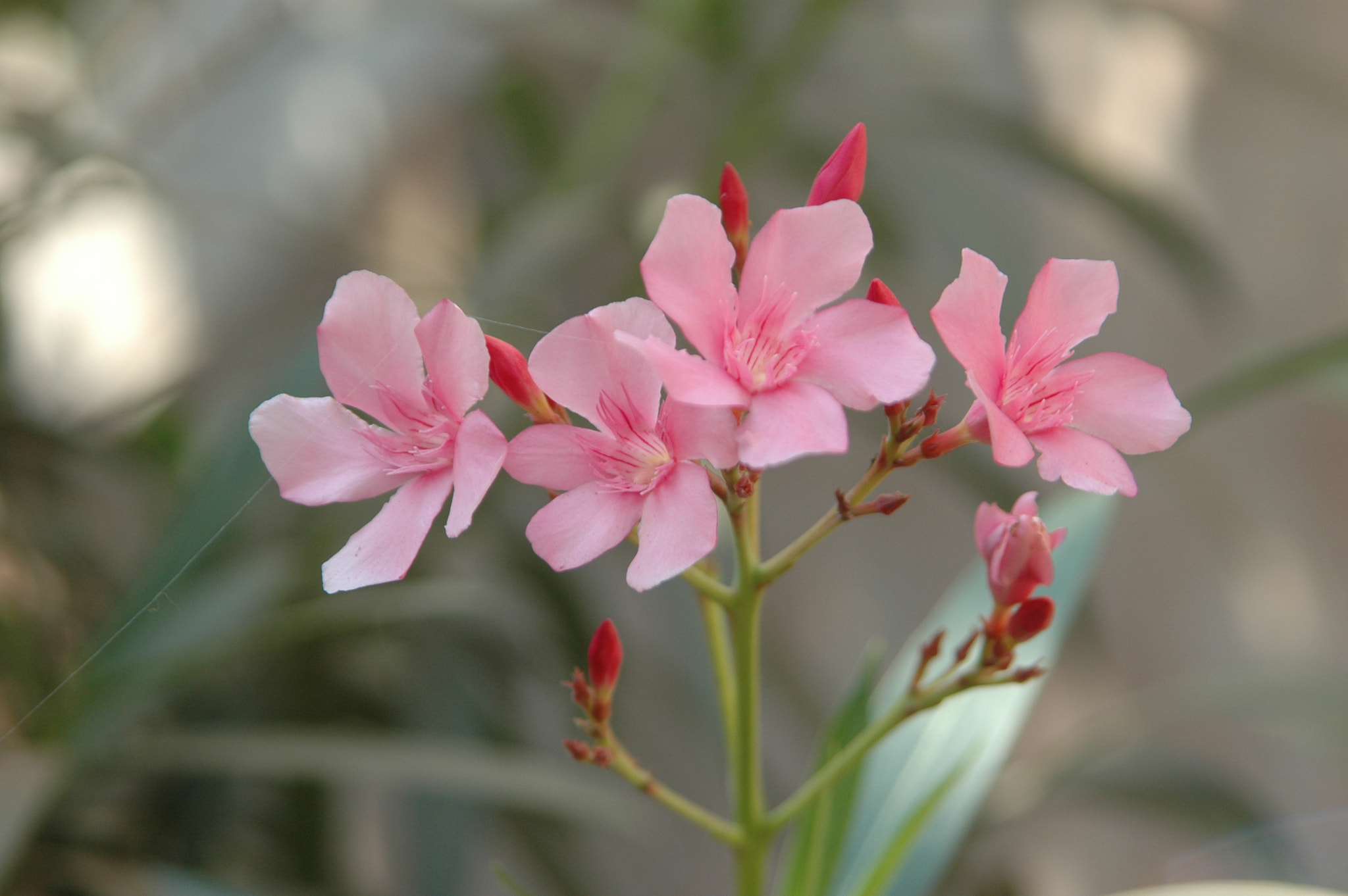 Nikon D70s + Sigma 28-105mm F2.8-4 Aspherical sample photo