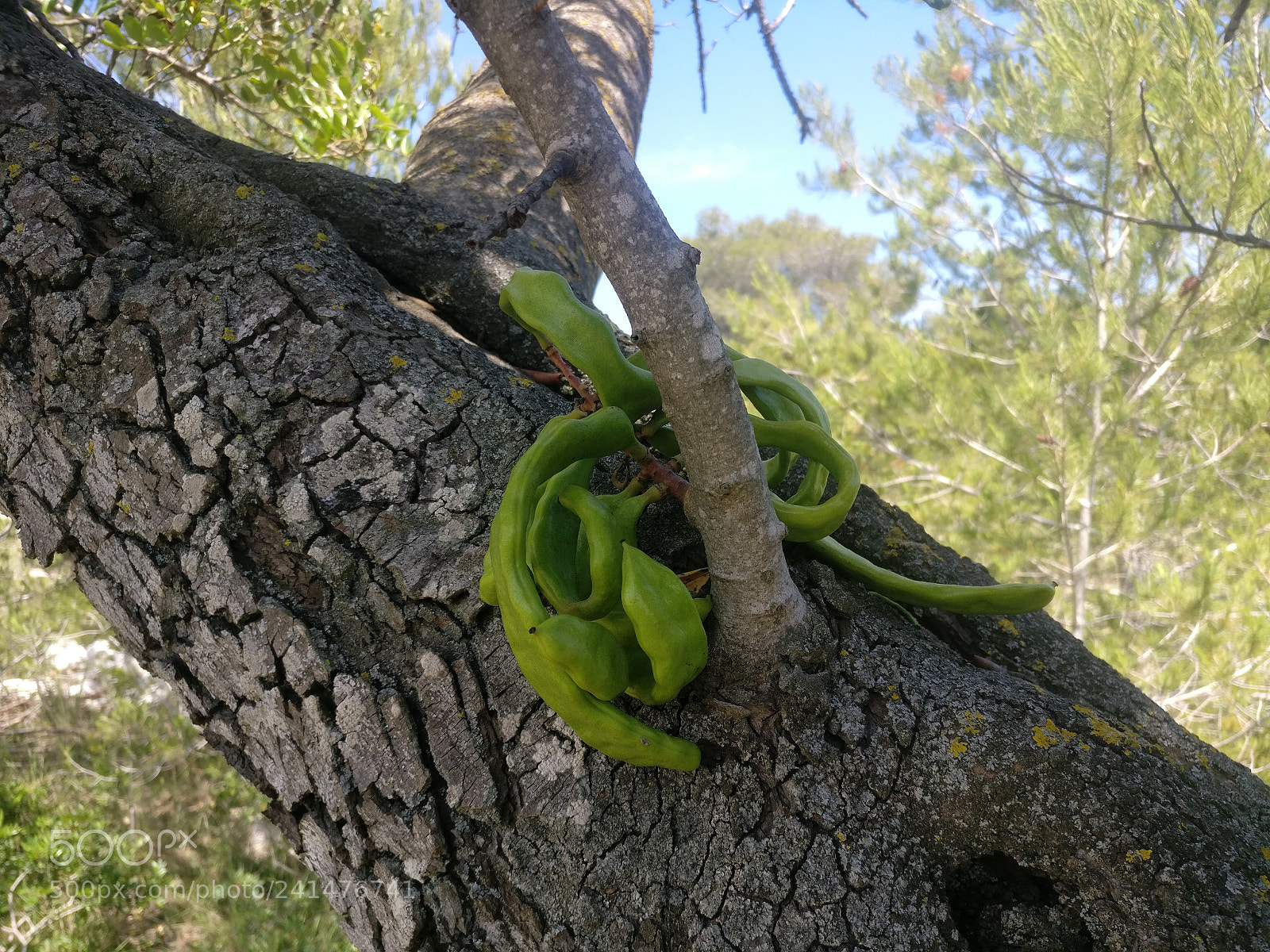 OnePlus A3003 sample photo. Img_20170518_144944.jpg photography