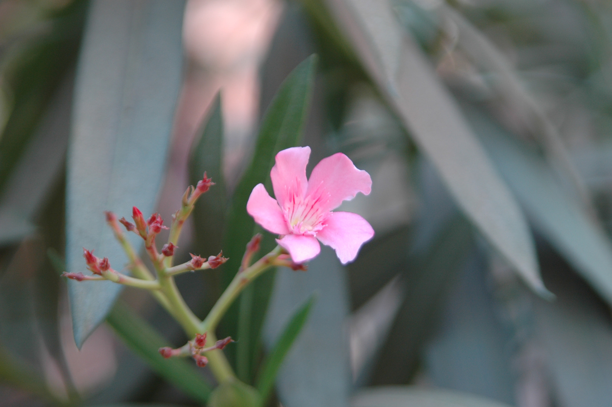 Sigma 28-105mm F2.8-4 Aspherical sample photo