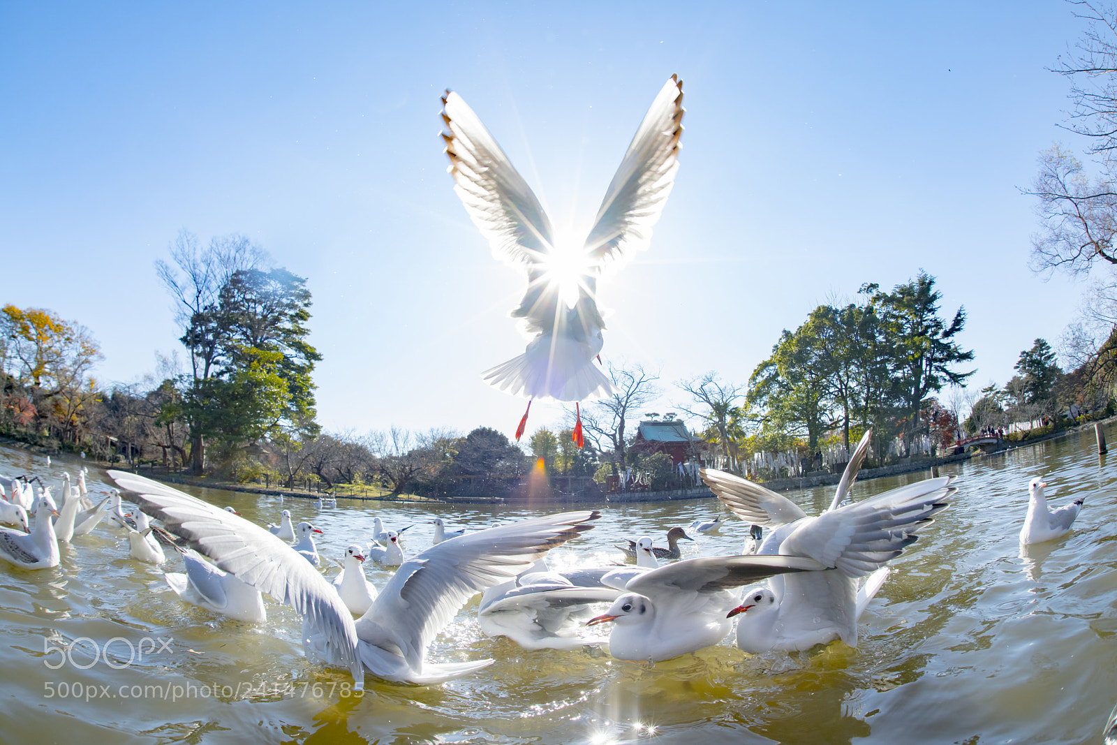 Nikon D850 sample photo. Flapping! photography
