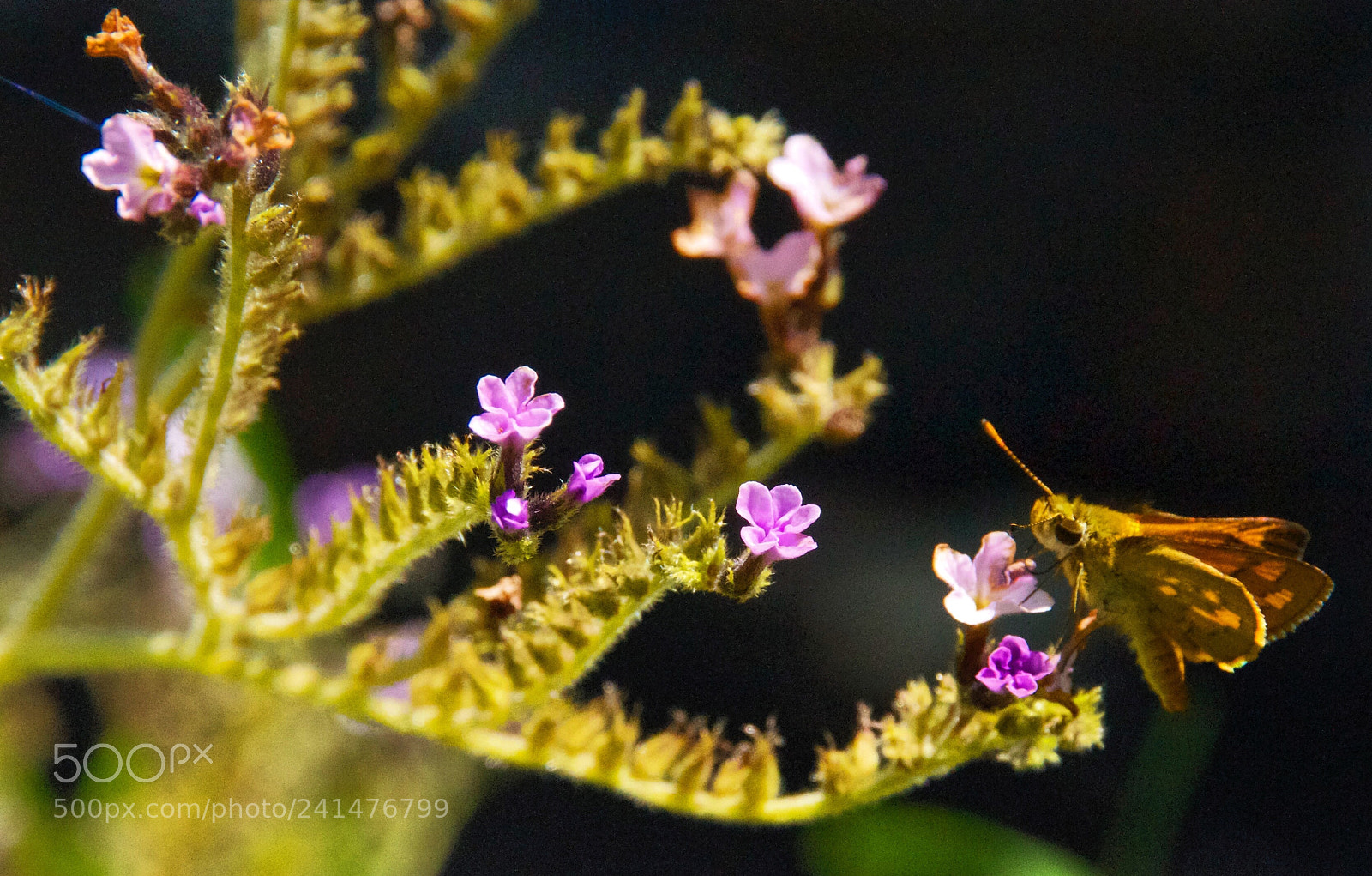 Nikon D5000 sample photo. Butterfly effect photography