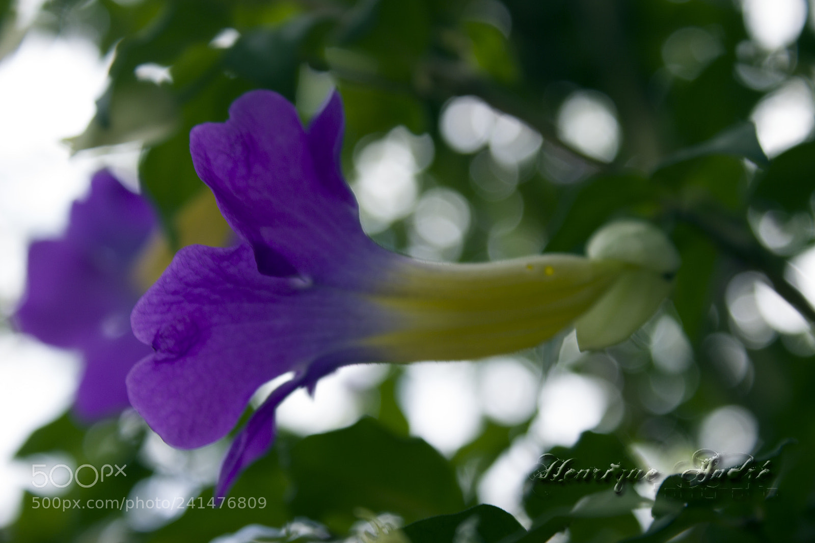 Canon EOS 600D (Rebel EOS T3i / EOS Kiss X5) sample photo. Flores photography
