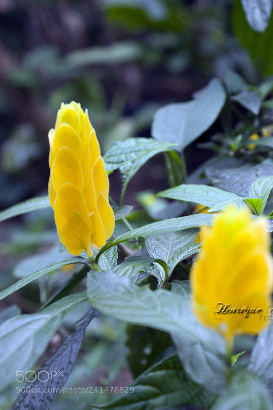 Canon EOS 600D (Rebel EOS T3i / EOS Kiss X5) sample photo. Flores photography