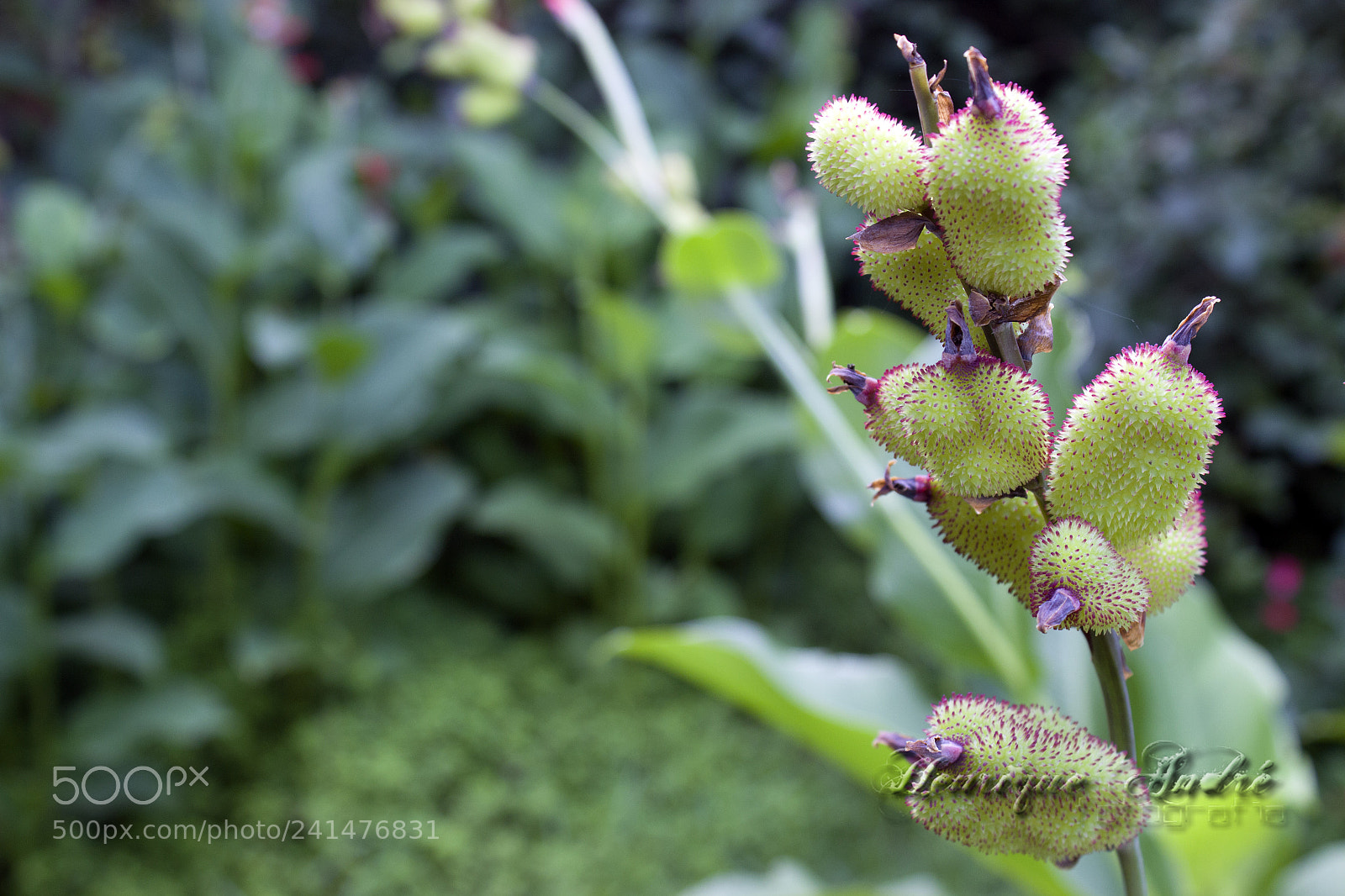 Canon EOS 600D (Rebel EOS T3i / EOS Kiss X5) sample photo. Flores photography