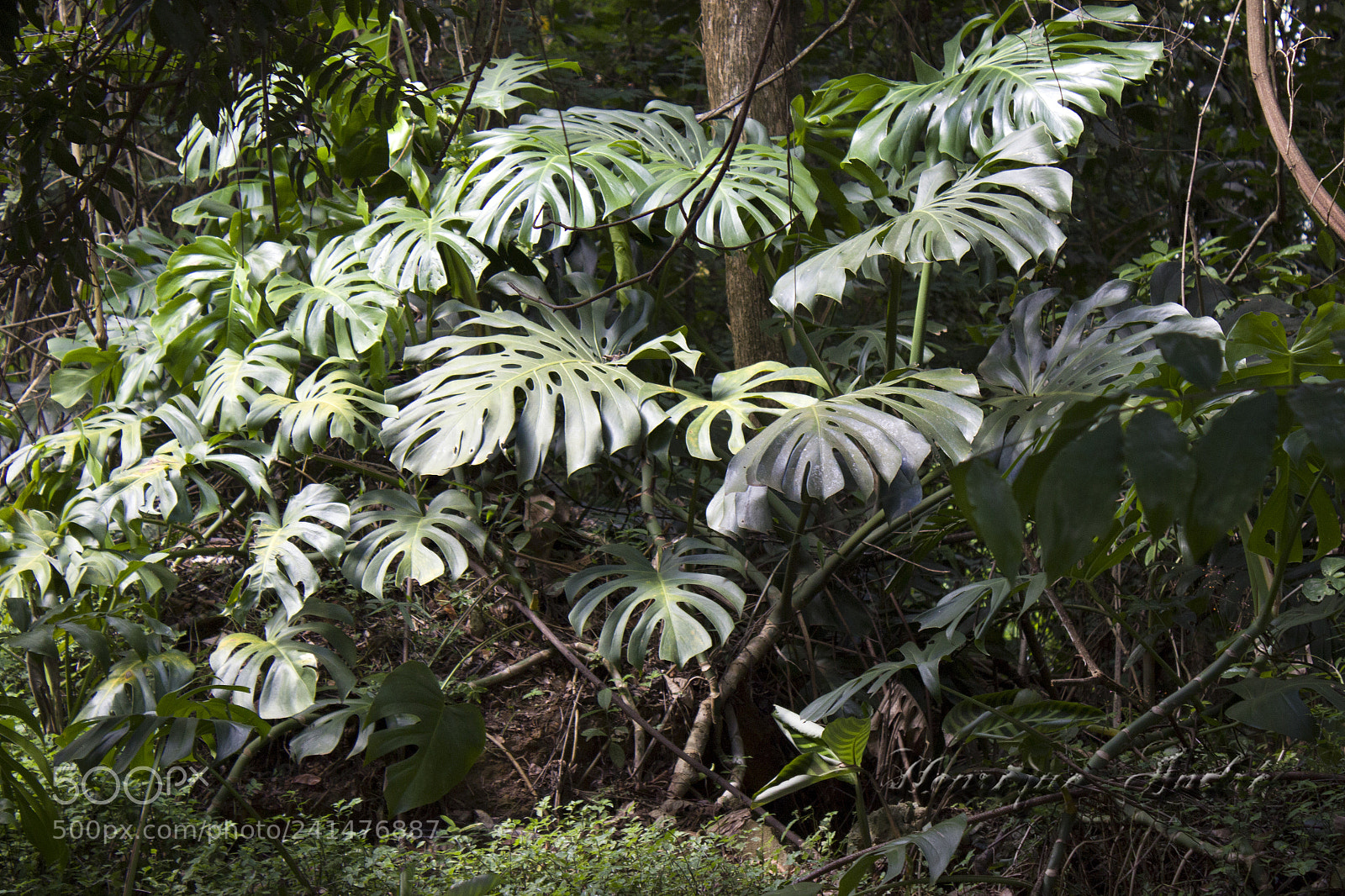 Canon EOS 600D (Rebel EOS T3i / EOS Kiss X5) sample photo. Flores photography