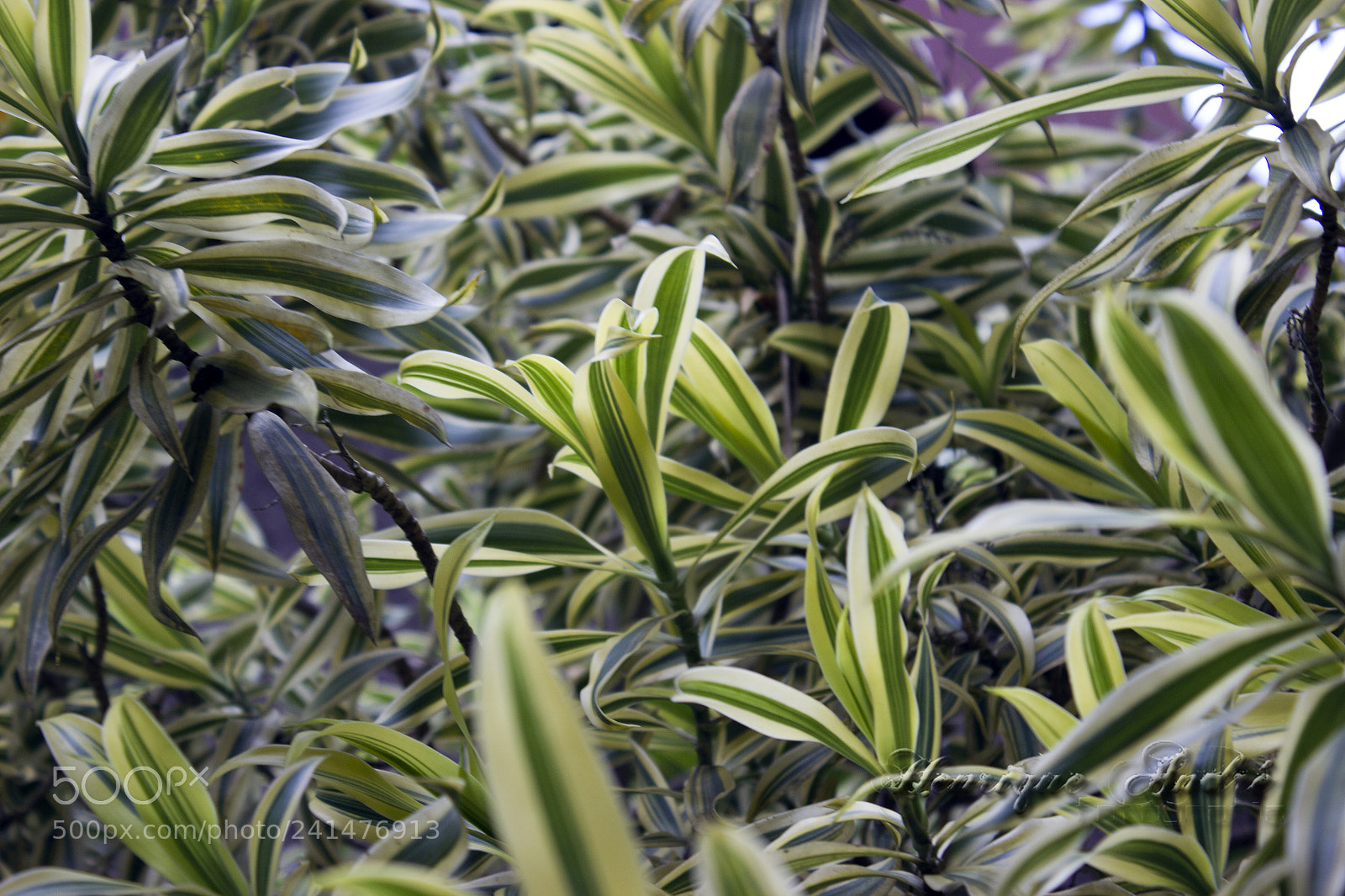 Canon EOS 600D (Rebel EOS T3i / EOS Kiss X5) sample photo. Flores photography