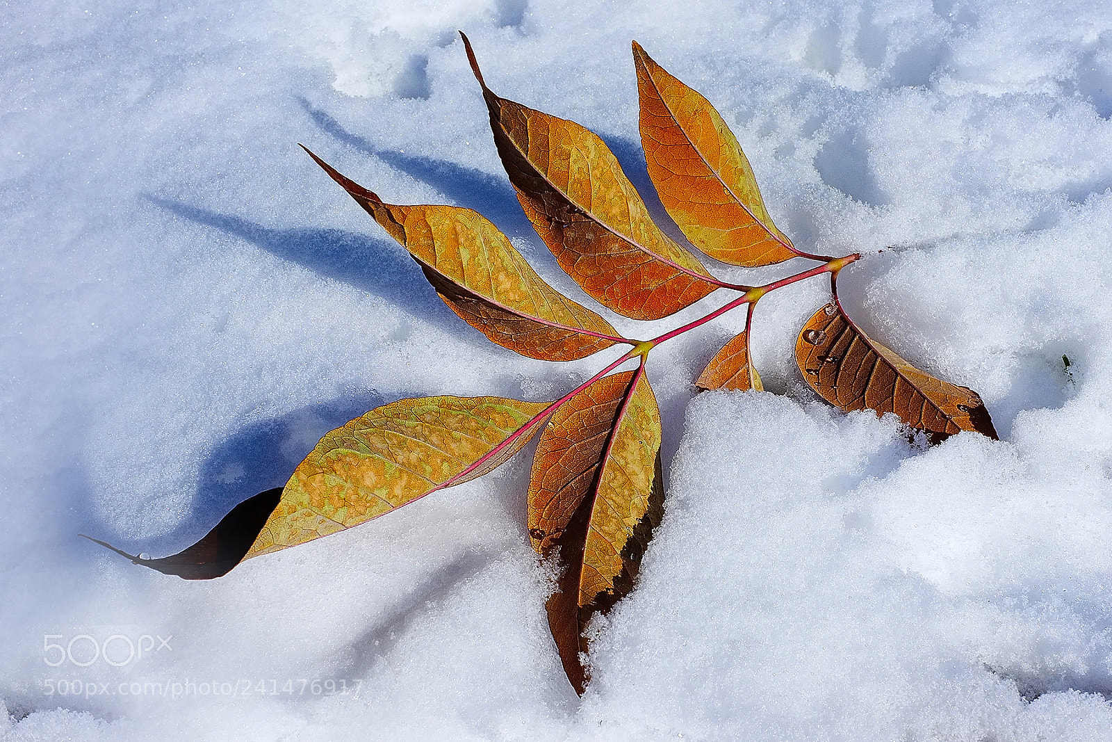 Fujifilm FinePix X100 sample photo. Leaves in the snow photography