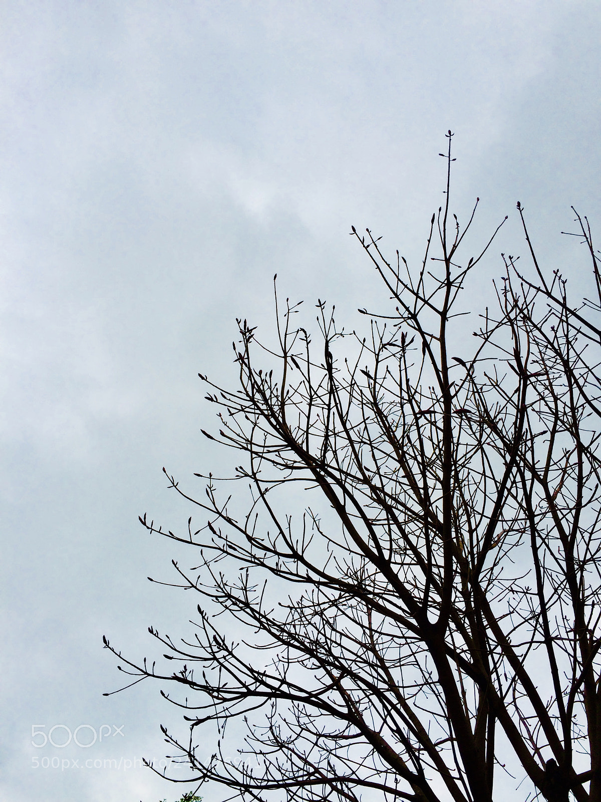 Apple iPhone 5s sample photo. Wet day photography