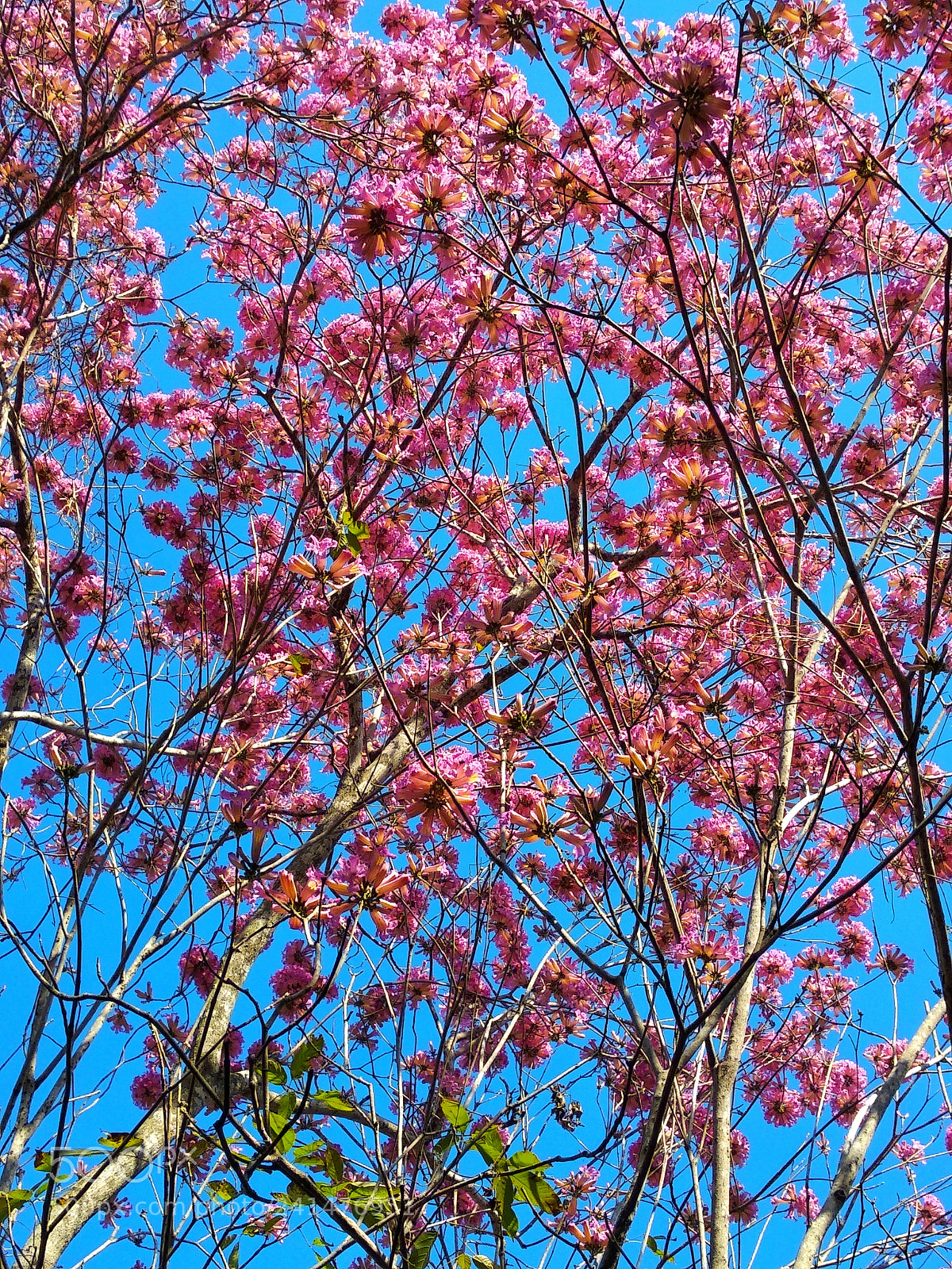 Xiaomi Mi A1 sample photo. Flores de colores photography