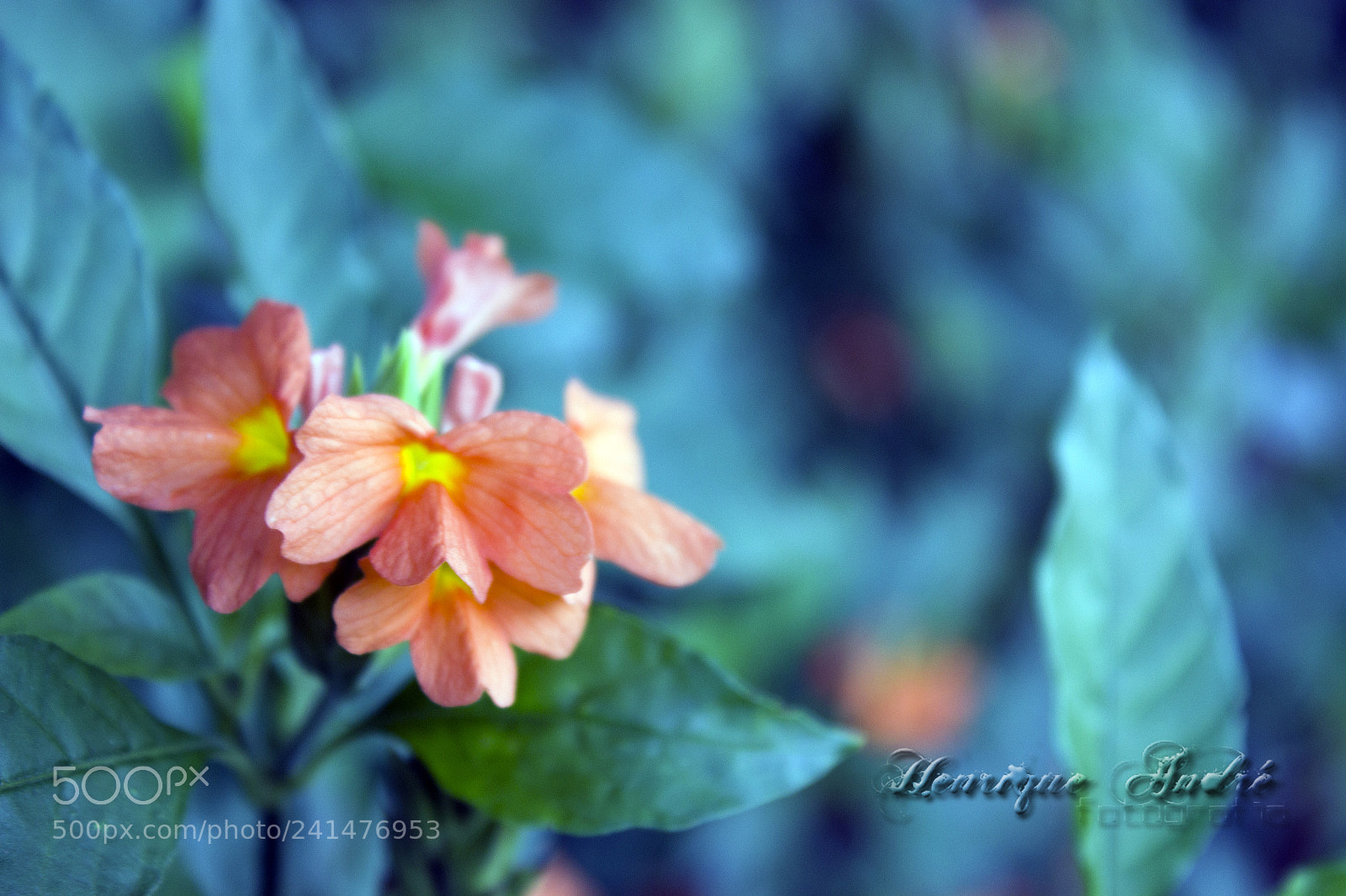 Canon EOS 600D (Rebel EOS T3i / EOS Kiss X5) sample photo. Flores photography