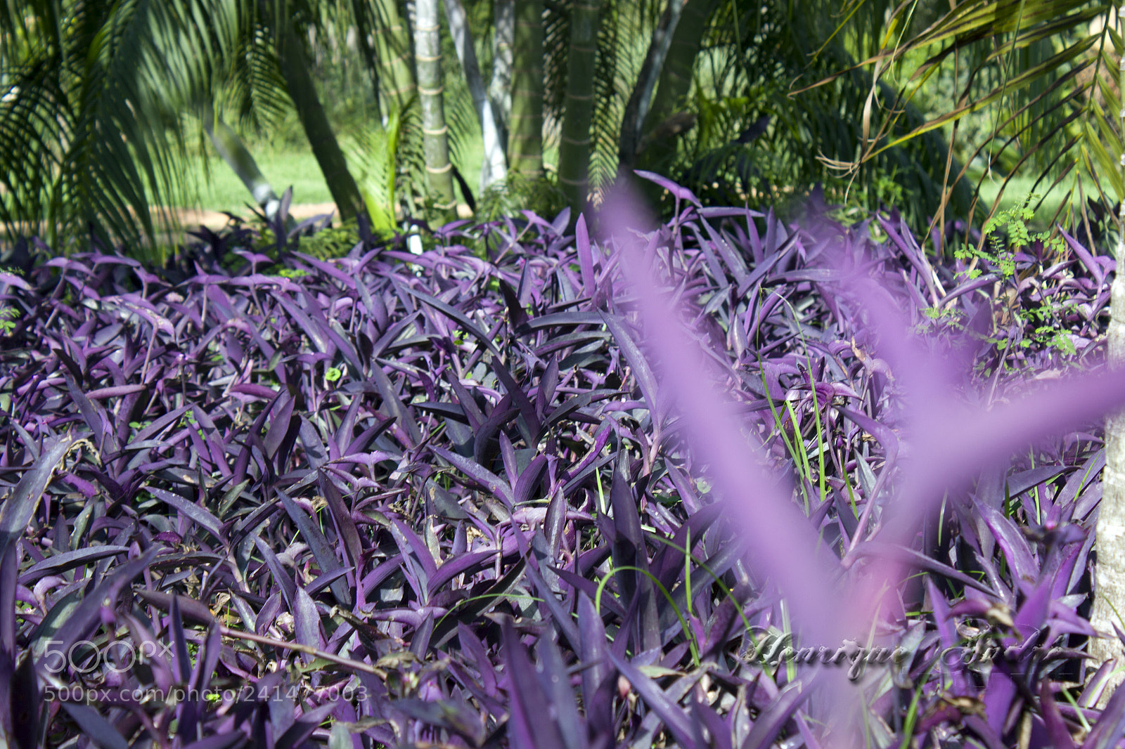 Canon EOS 600D (Rebel EOS T3i / EOS Kiss X5) sample photo. Flores photography