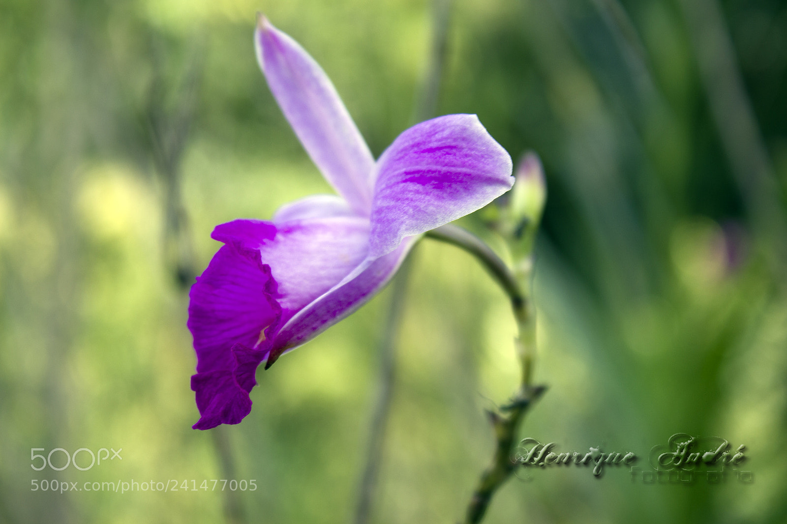 Canon EOS 600D (Rebel EOS T3i / EOS Kiss X5) sample photo. Flores photography