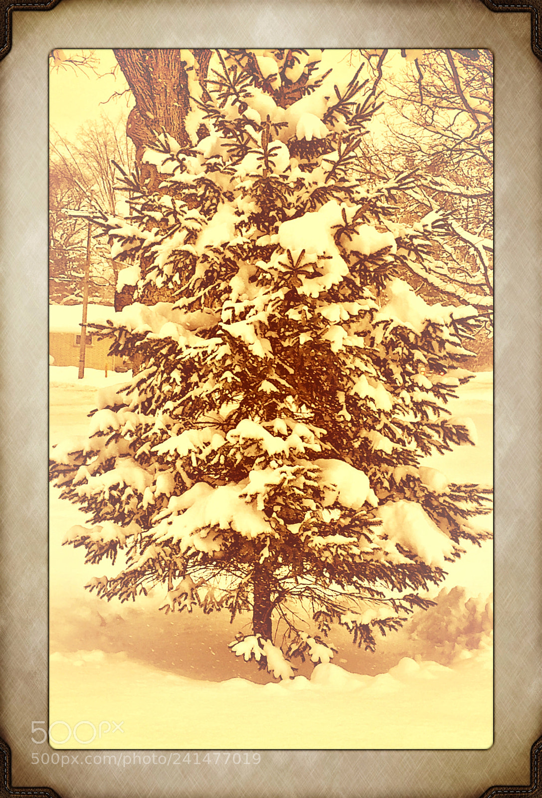Apple iPhone 6 Plus sample photo. Snow covered pine. photography