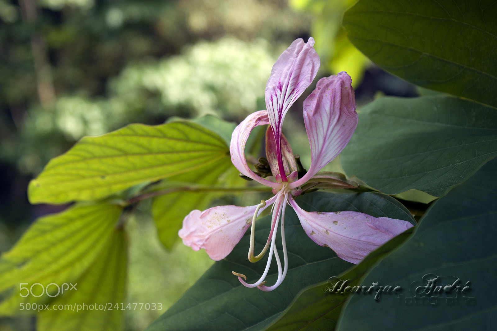 Canon EOS 600D (Rebel EOS T3i / EOS Kiss X5) sample photo. Flores photography
