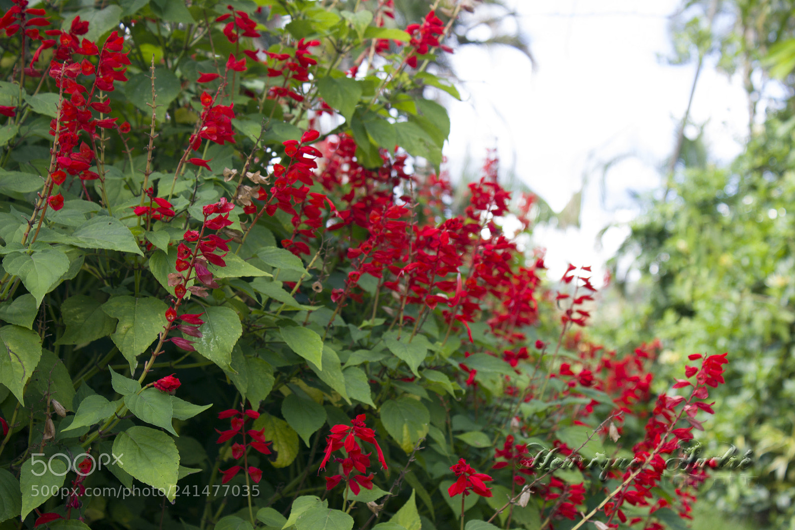 Canon EOS 600D (Rebel EOS T3i / EOS Kiss X5) sample photo. Flores photography