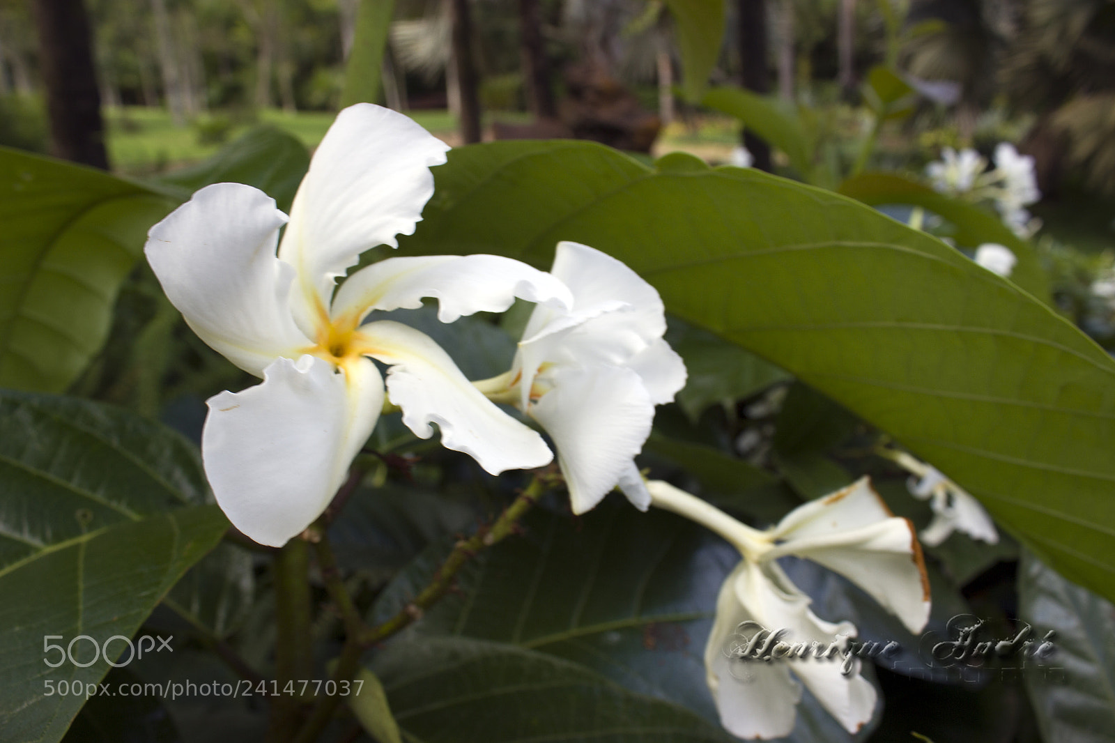 Canon EOS 600D (Rebel EOS T3i / EOS Kiss X5) sample photo. Flores photography