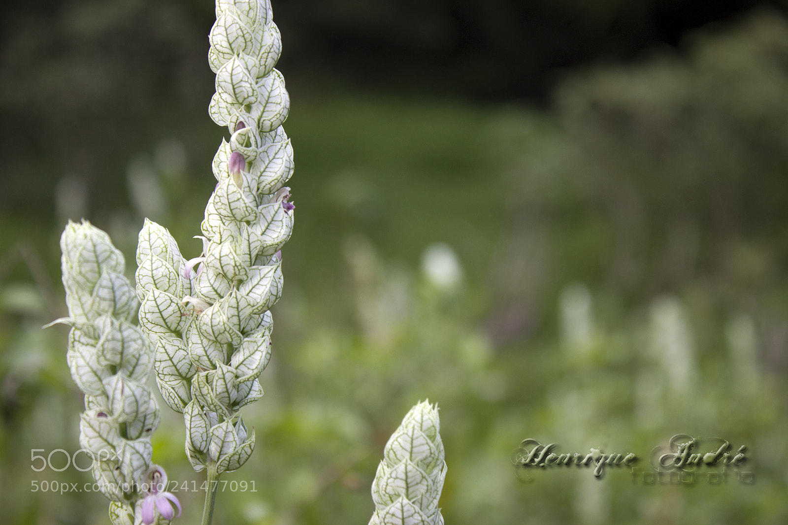 Canon EOS 600D (Rebel EOS T3i / EOS Kiss X5) sample photo. Flores photography