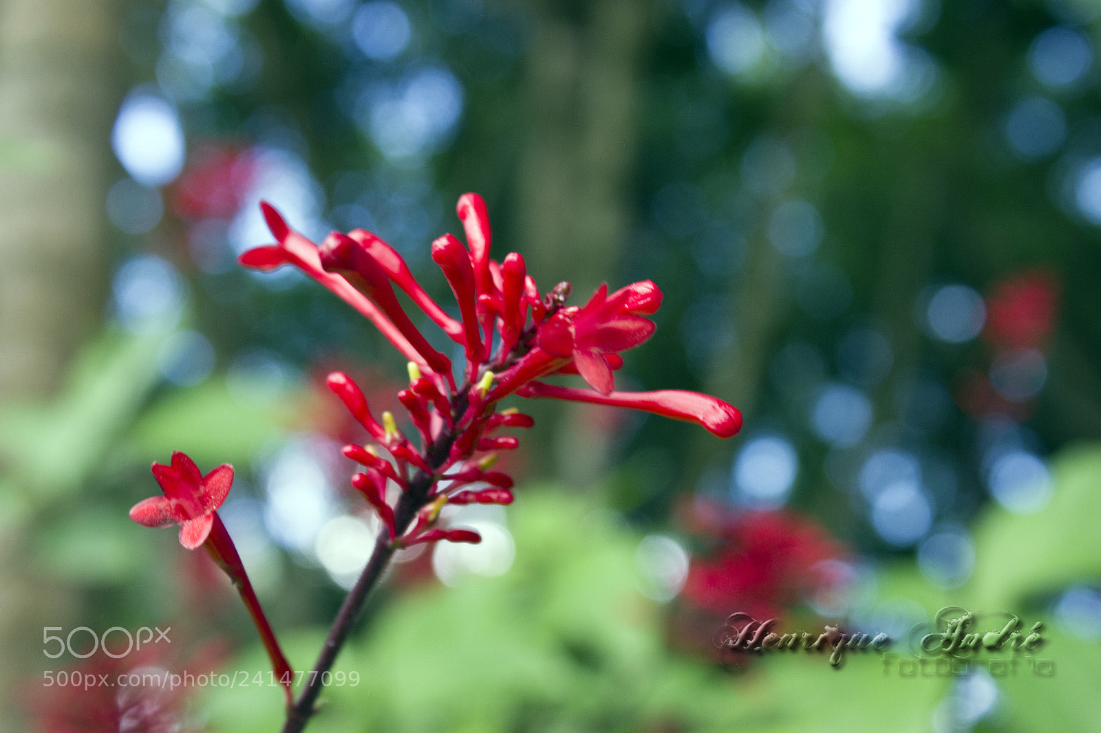 Canon EOS 600D (Rebel EOS T3i / EOS Kiss X5) sample photo. Flores photography