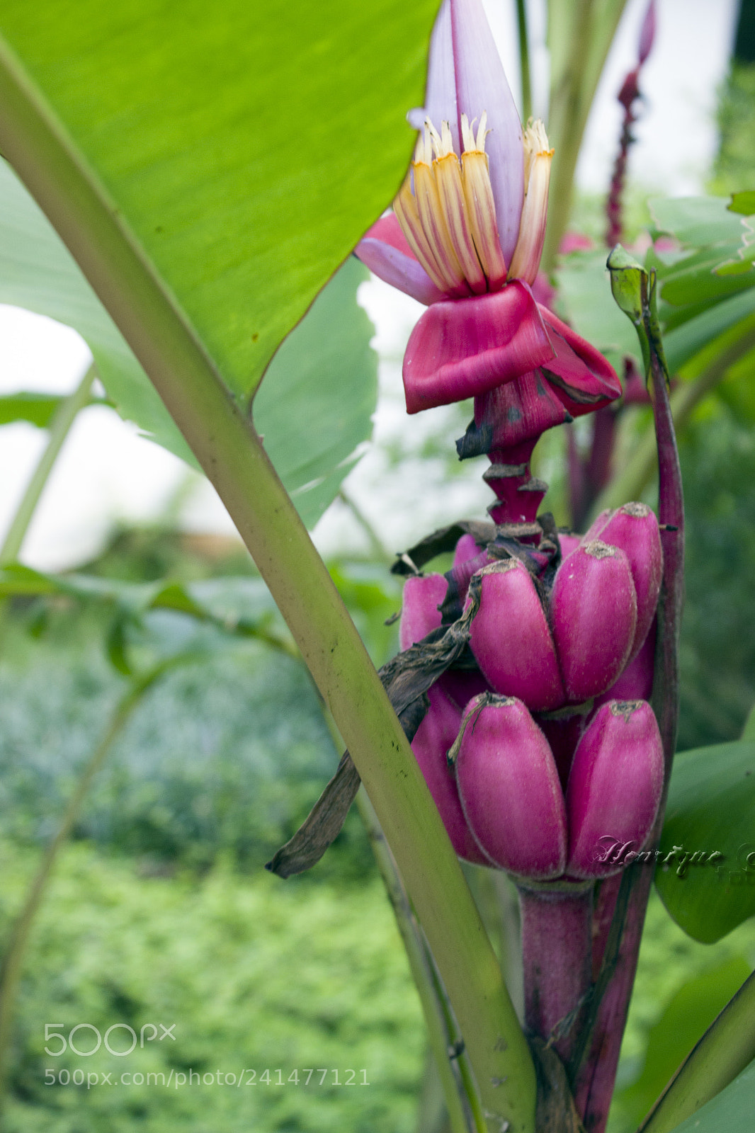 Canon EOS 600D (Rebel EOS T3i / EOS Kiss X5) sample photo. Flores photography