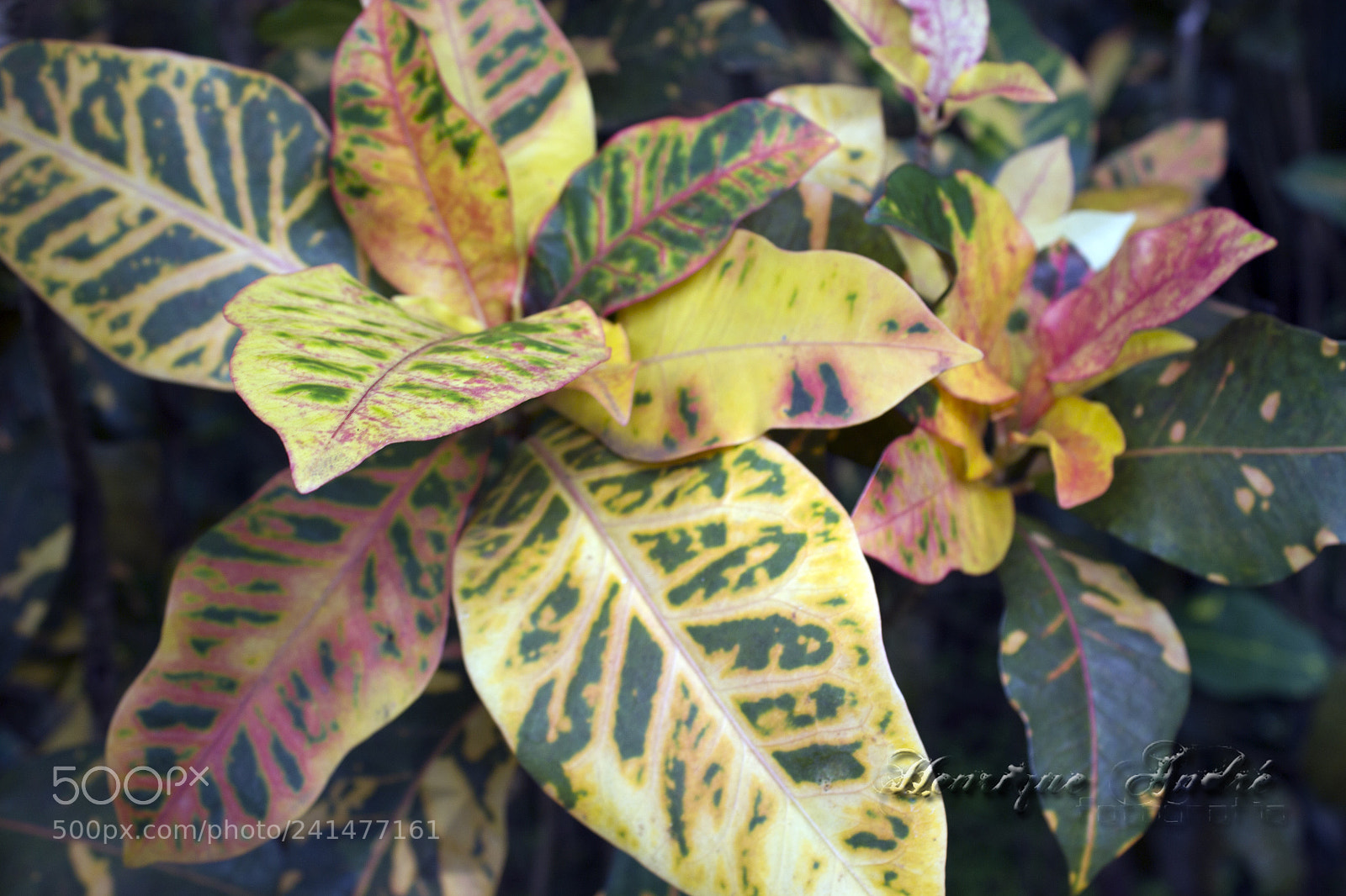 Canon EOS 600D (Rebel EOS T3i / EOS Kiss X5) sample photo. Flores photography