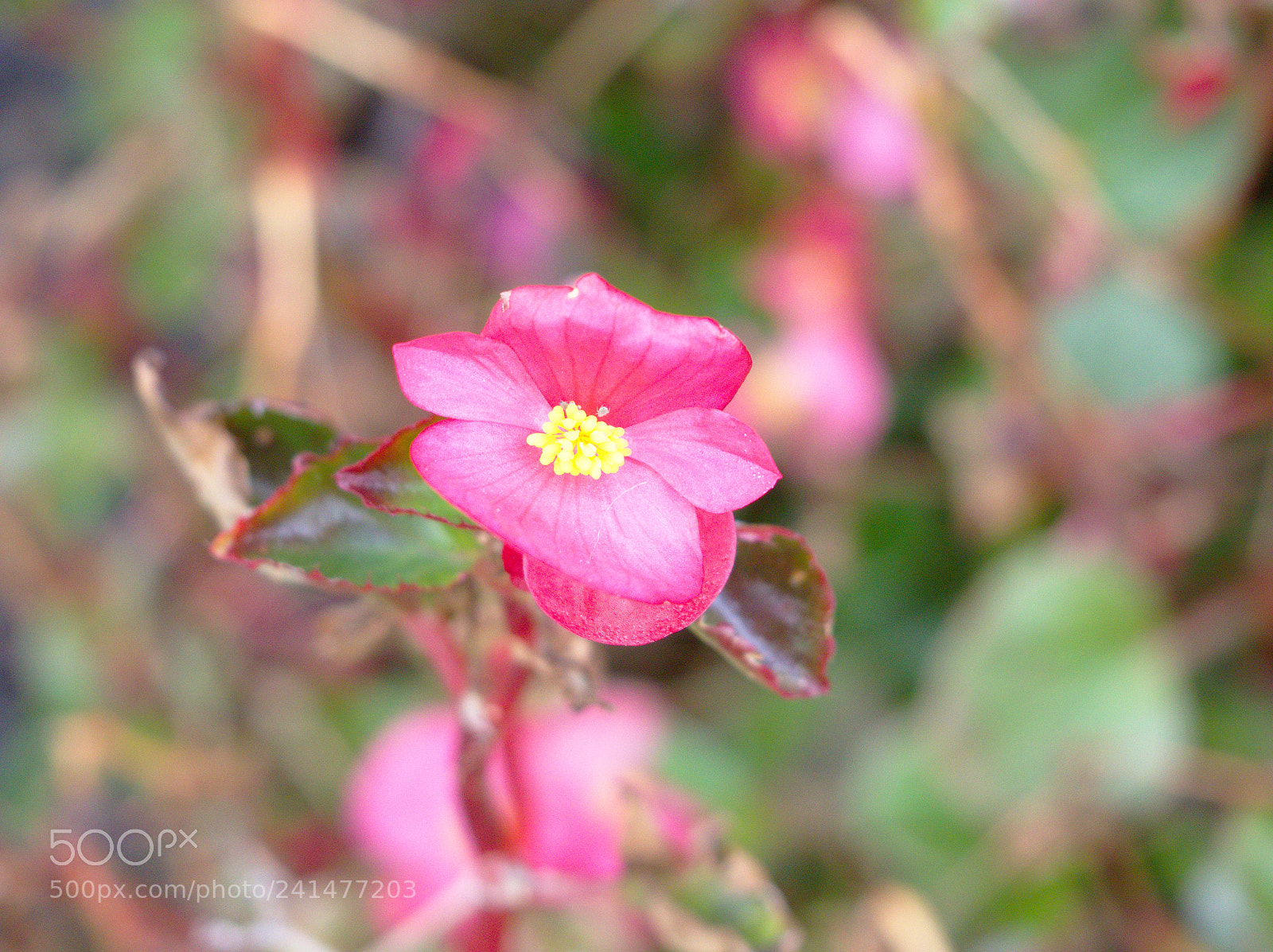 Olympus OM-D E-M10 II sample photo. Bloom photography