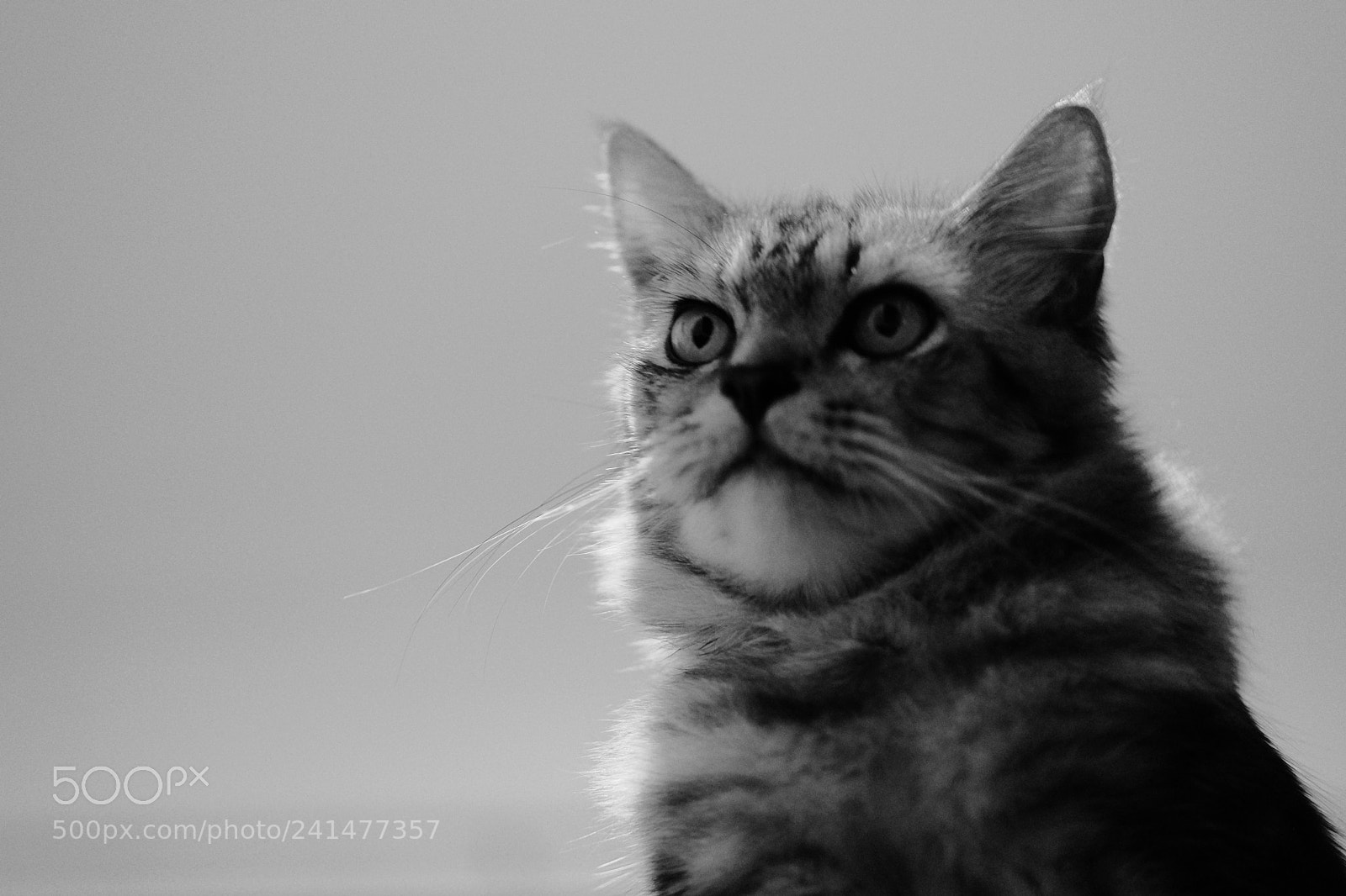 Fujifilm X-T2 sample photo. Epic donnie photography