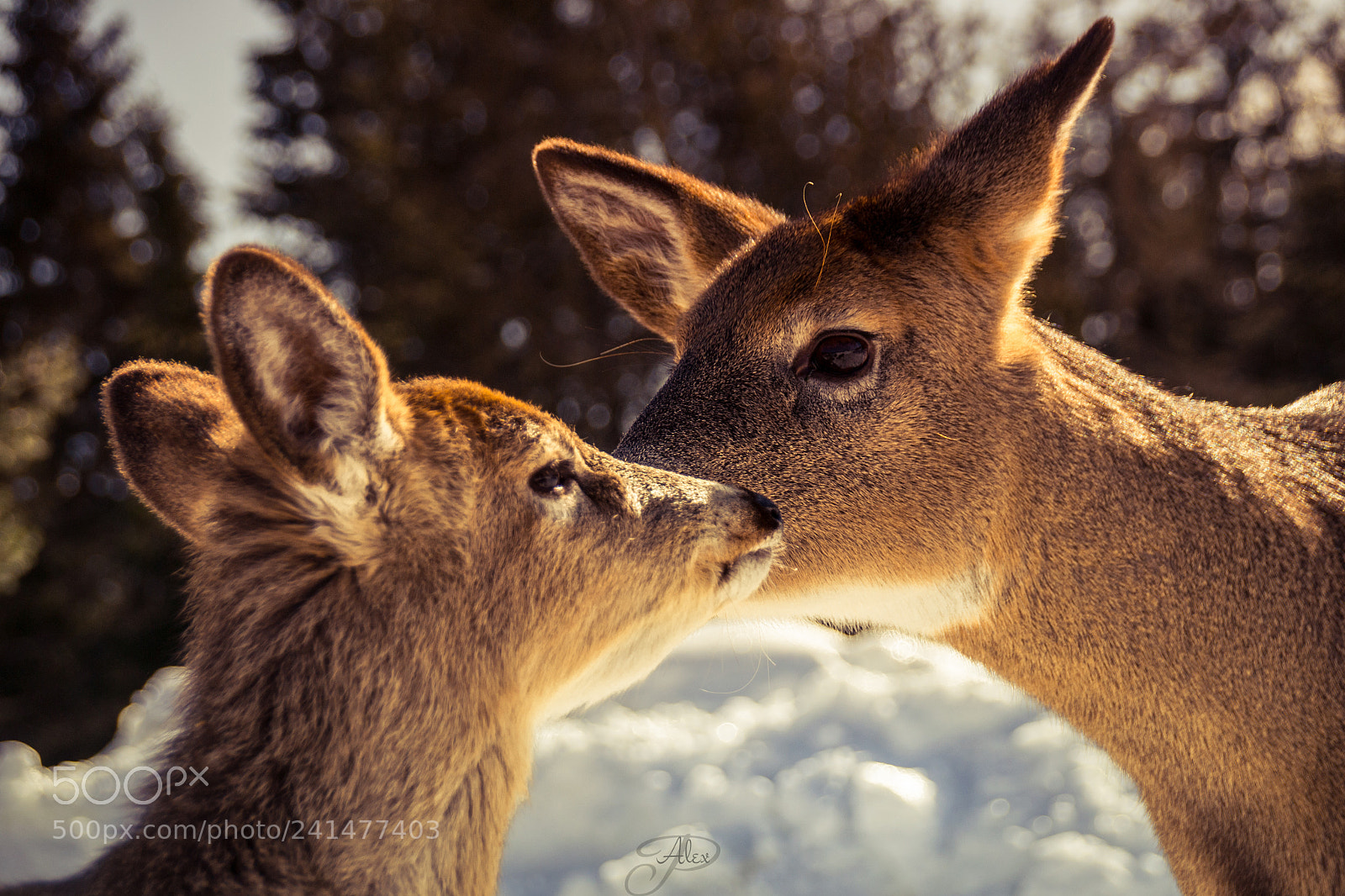 Nikon D3100 sample photo. Unconditional love photography