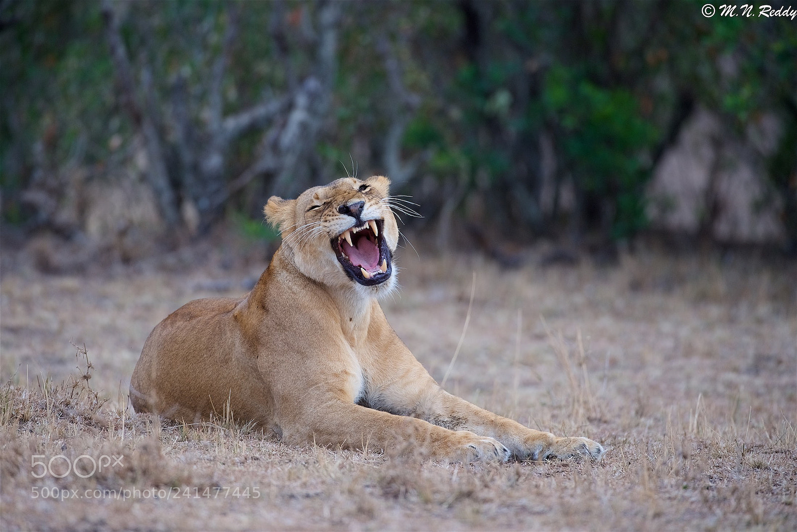 Nikon D5 sample photo. Lioness yawning - mara photography