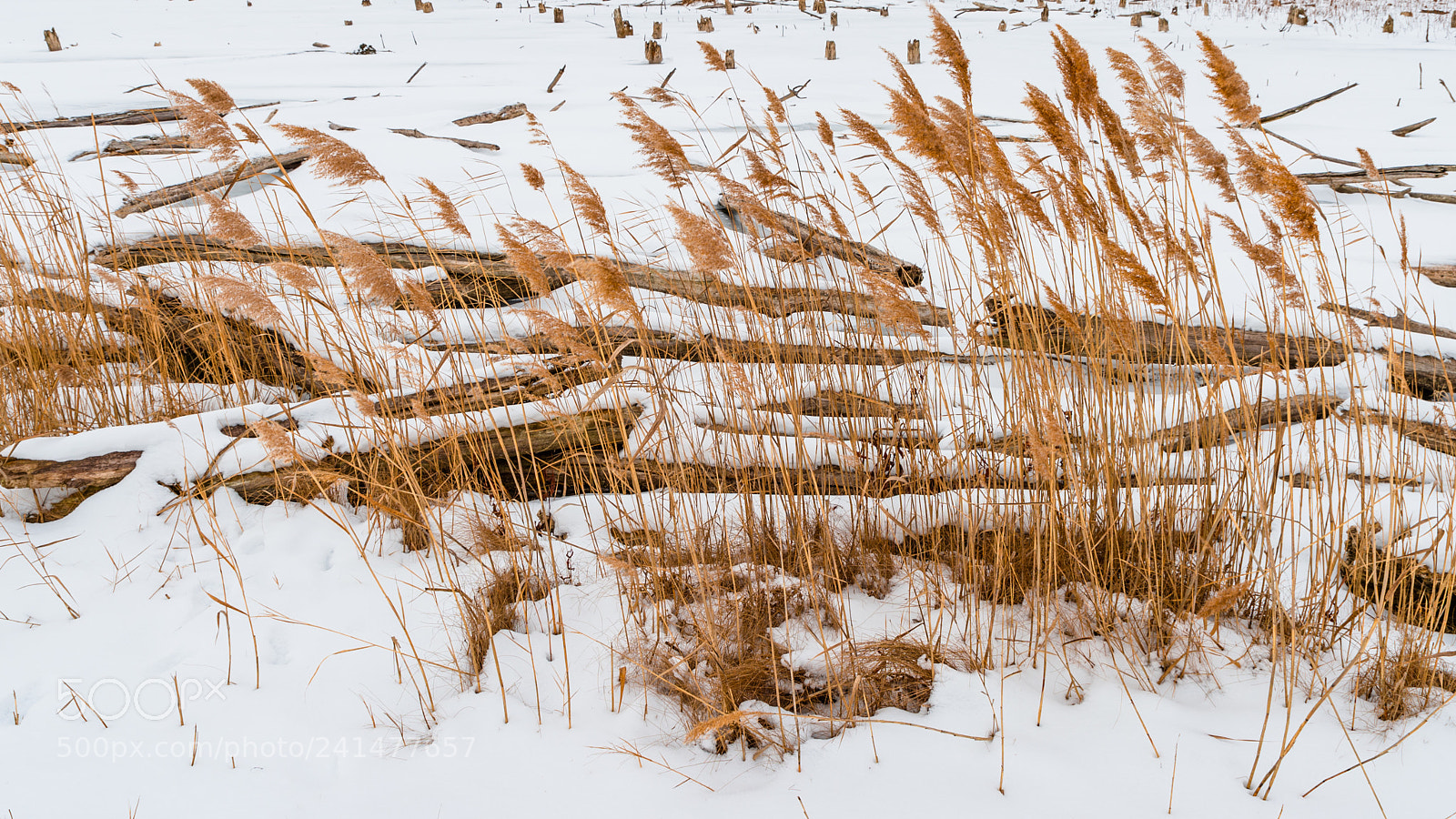 Nikon Df sample photo. Snowy lake photography