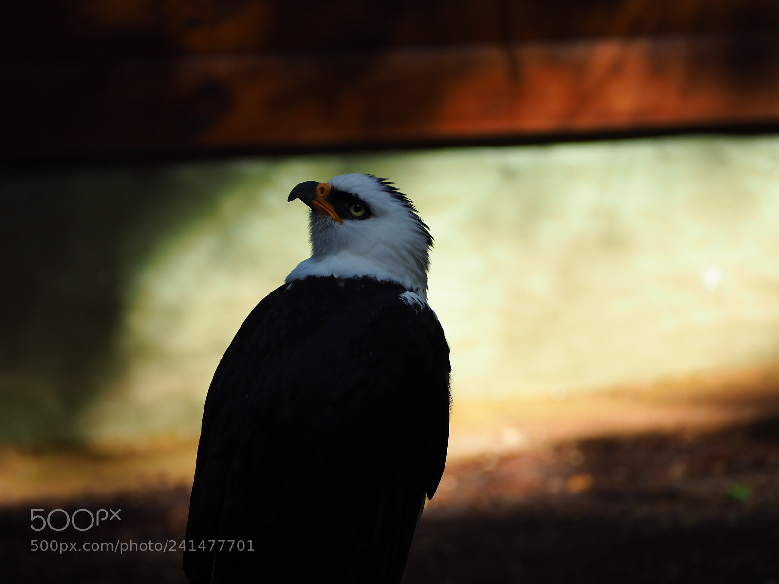 Olympus OM-D E-M10 II sample photo. Eagel found in an photography