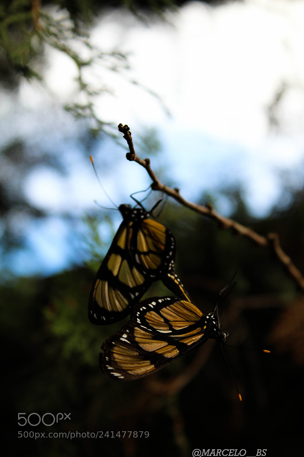 Canon EOS 1300D (EOS Rebel T6 / EOS Kiss X80) sample photo. Butterfly photography