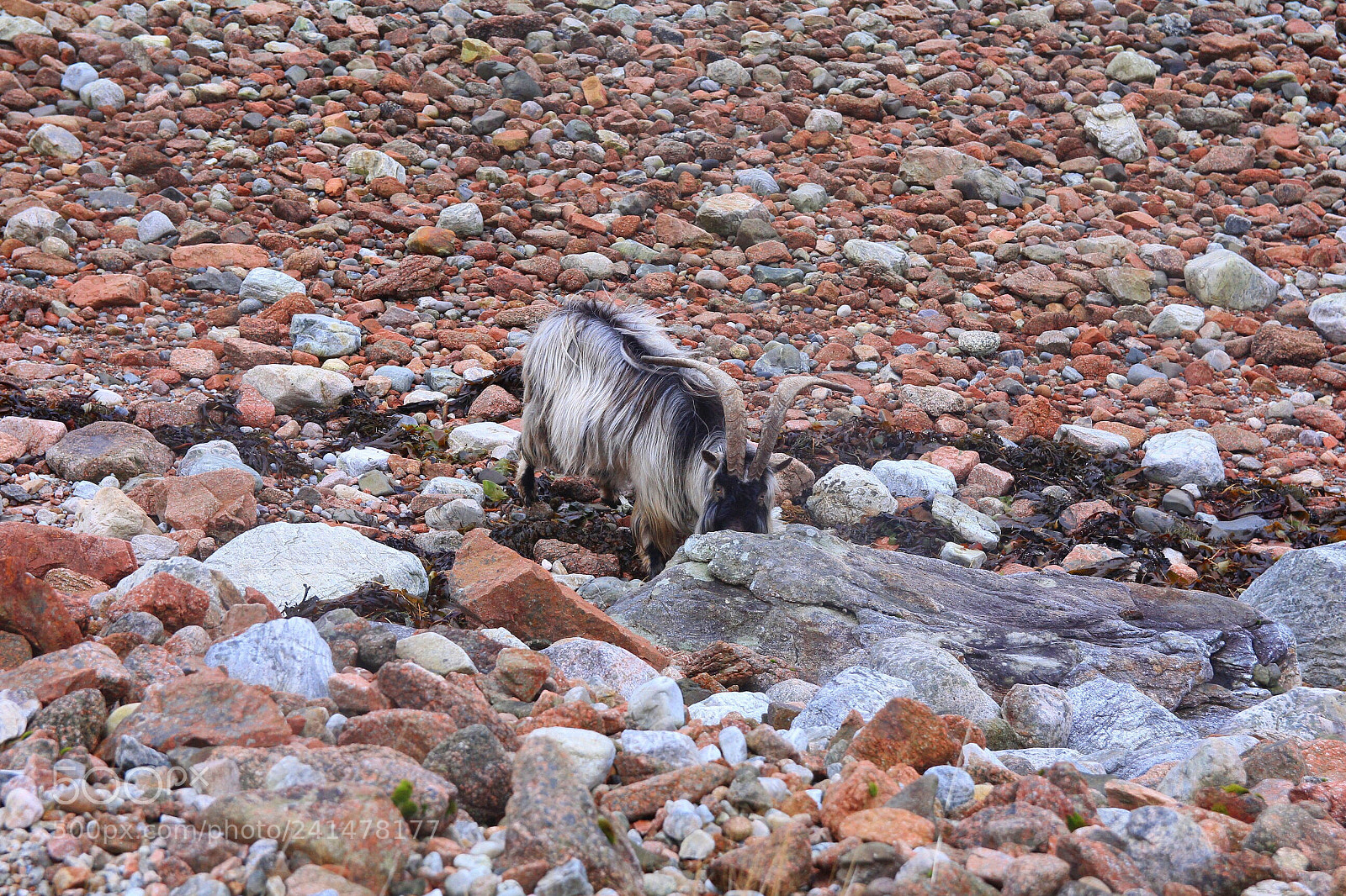 Canon EOS 60D sample photo. Seaweed billy photography