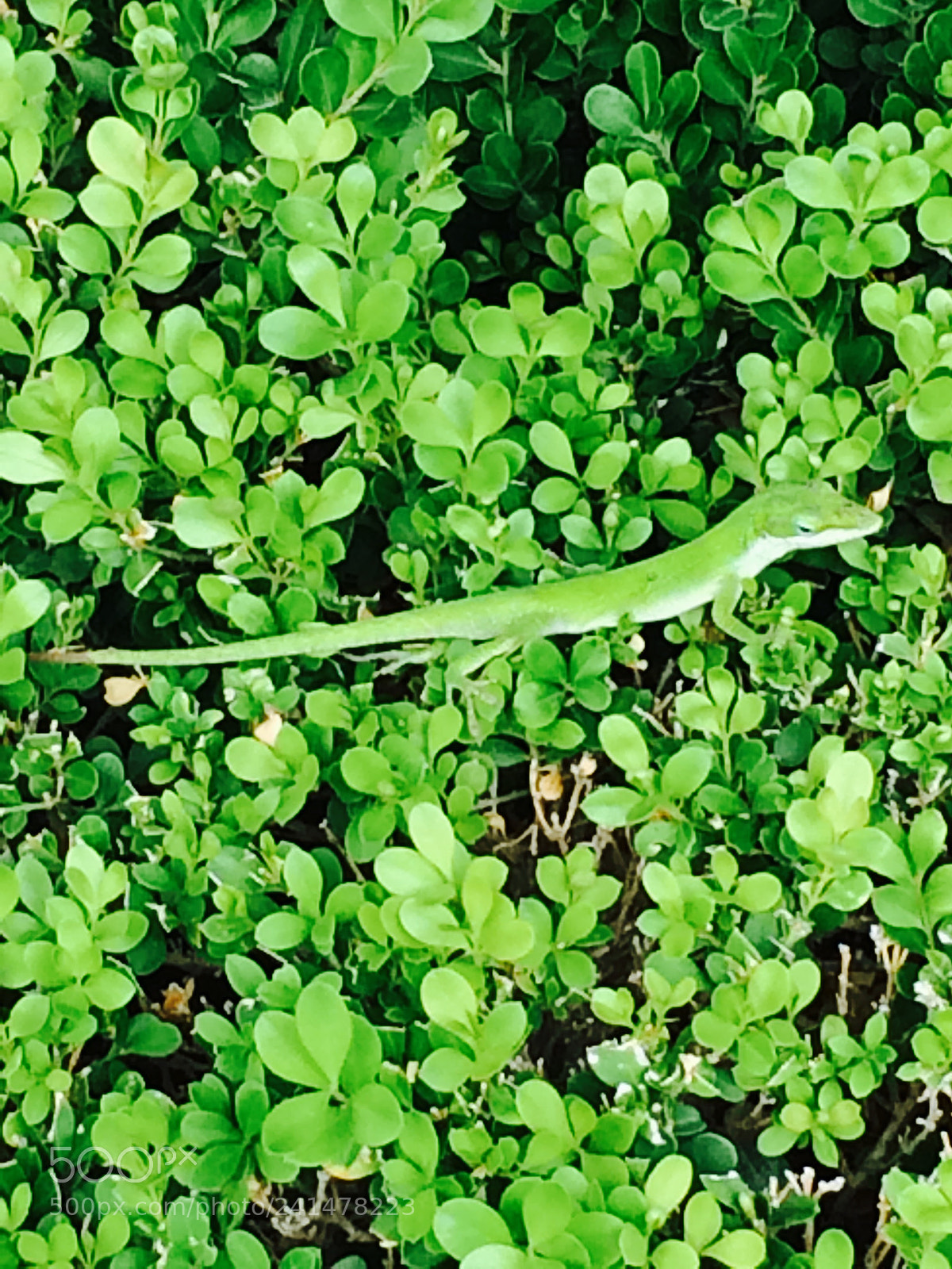 Apple iPhone 5s sample photo. In plain sight photography