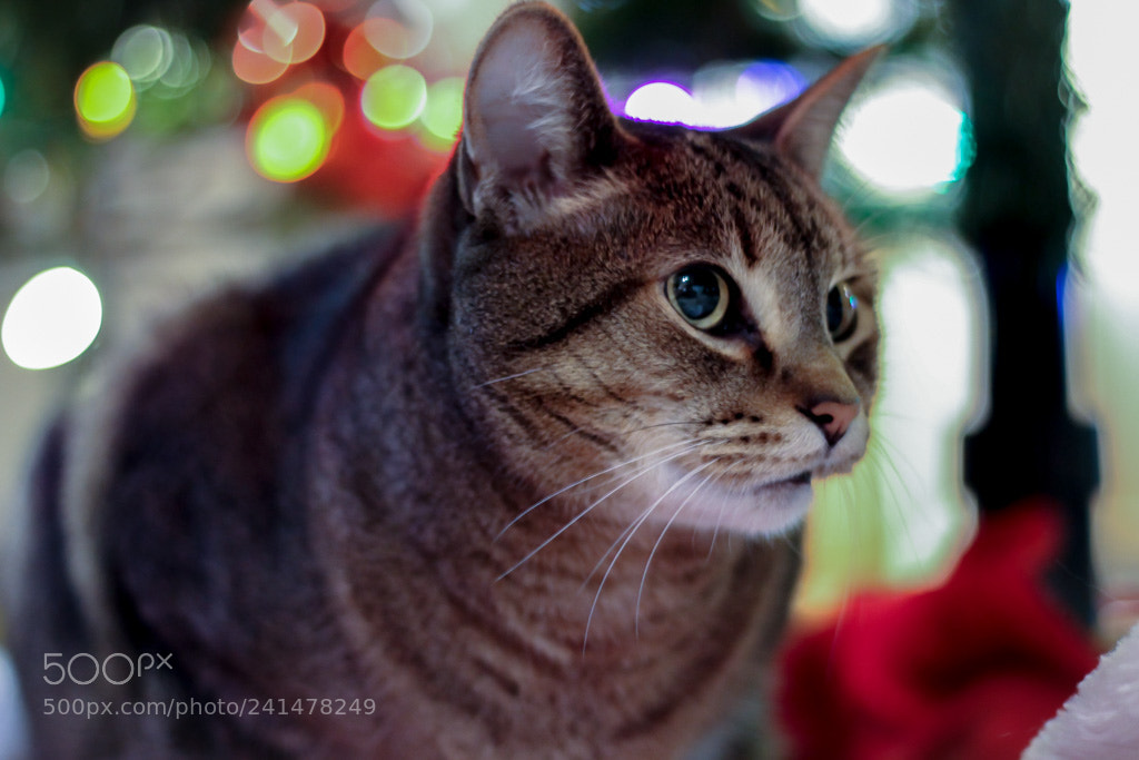 Canon EOS 1100D (EOS Rebel T3 / EOS Kiss X50) sample photo. Cat photography