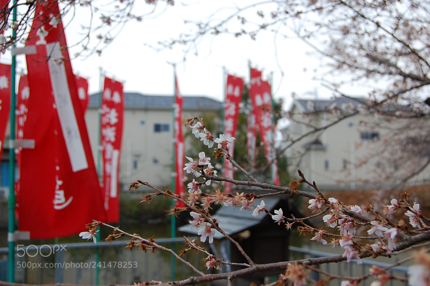 Nikon D40 sample photo. Img photography