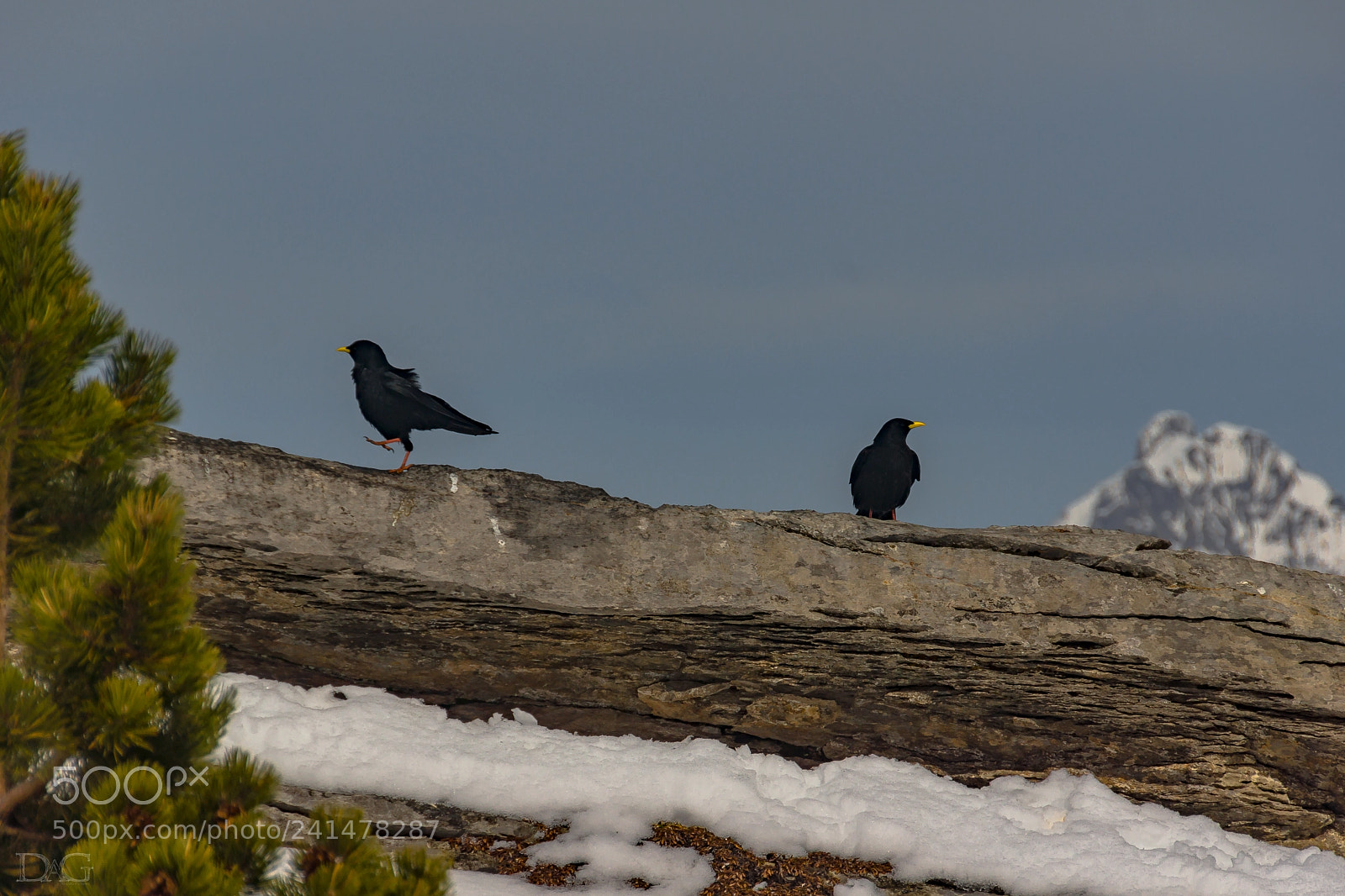 Sony SLT-A77 sample photo. Pyrrhocorax graculus - 06 photography