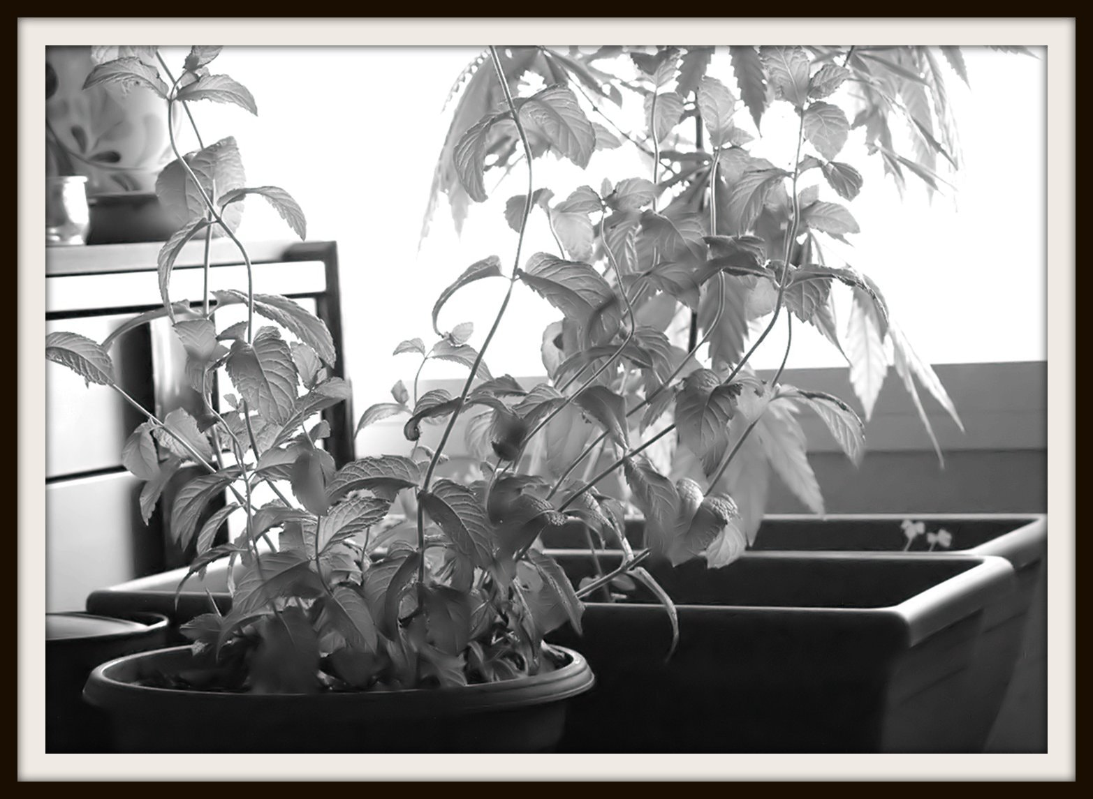 Sigma DP2 sample photo. Hojas leaves photography