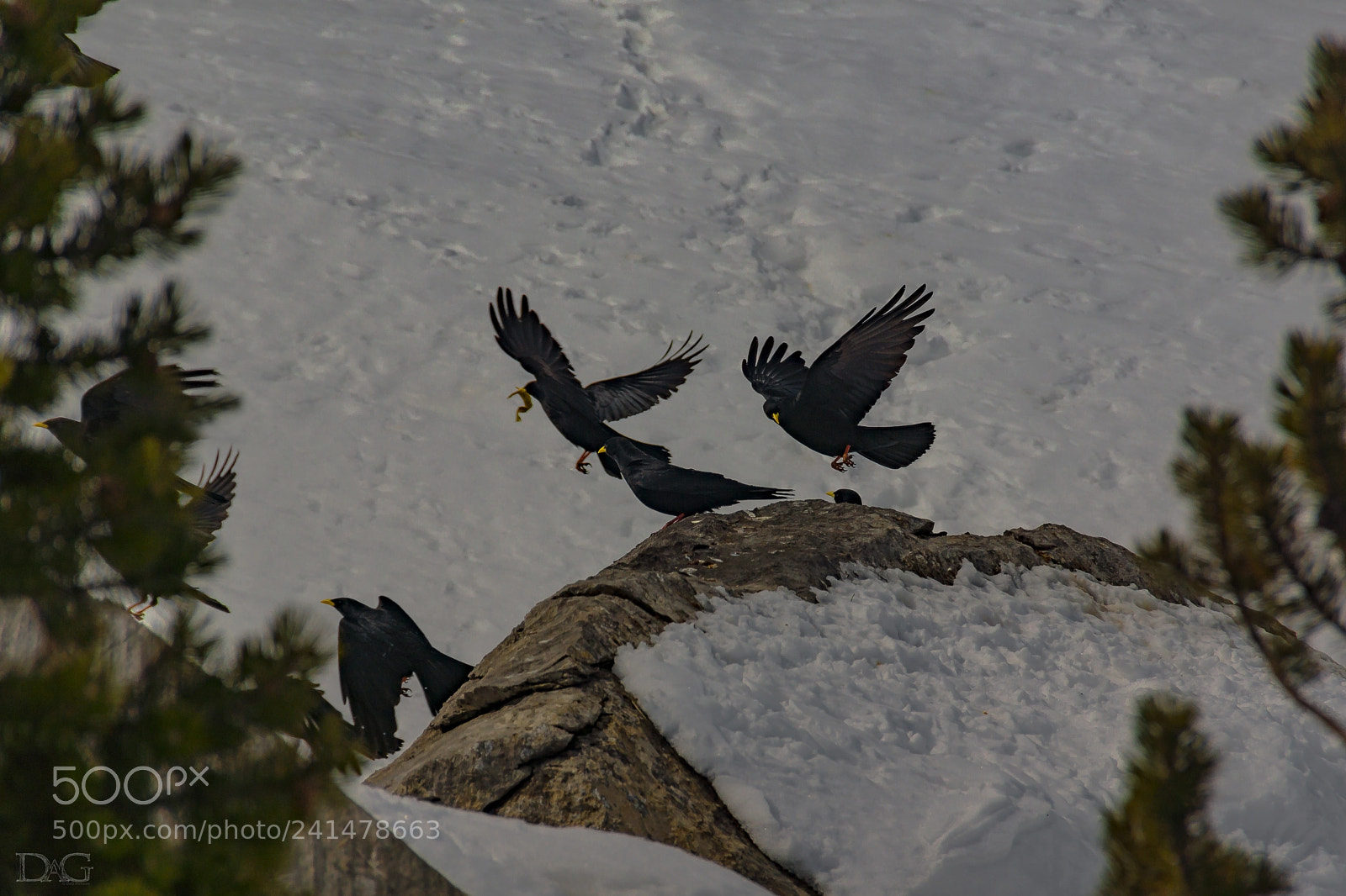 Sony SLT-A77 sample photo. Pyrrhocorax graculus - 09 photography