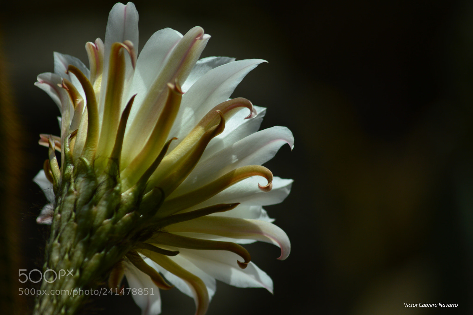 Nikon D3200 sample photo. Vella photography