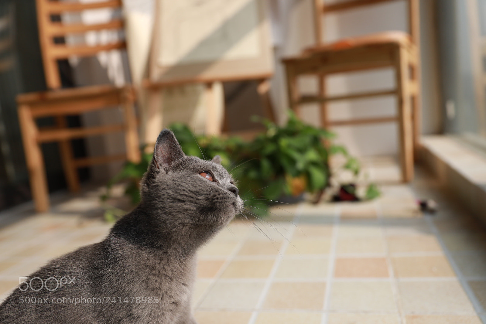 Canon EF 24-70mm F2.8L II USM sample photo. Untitled photography