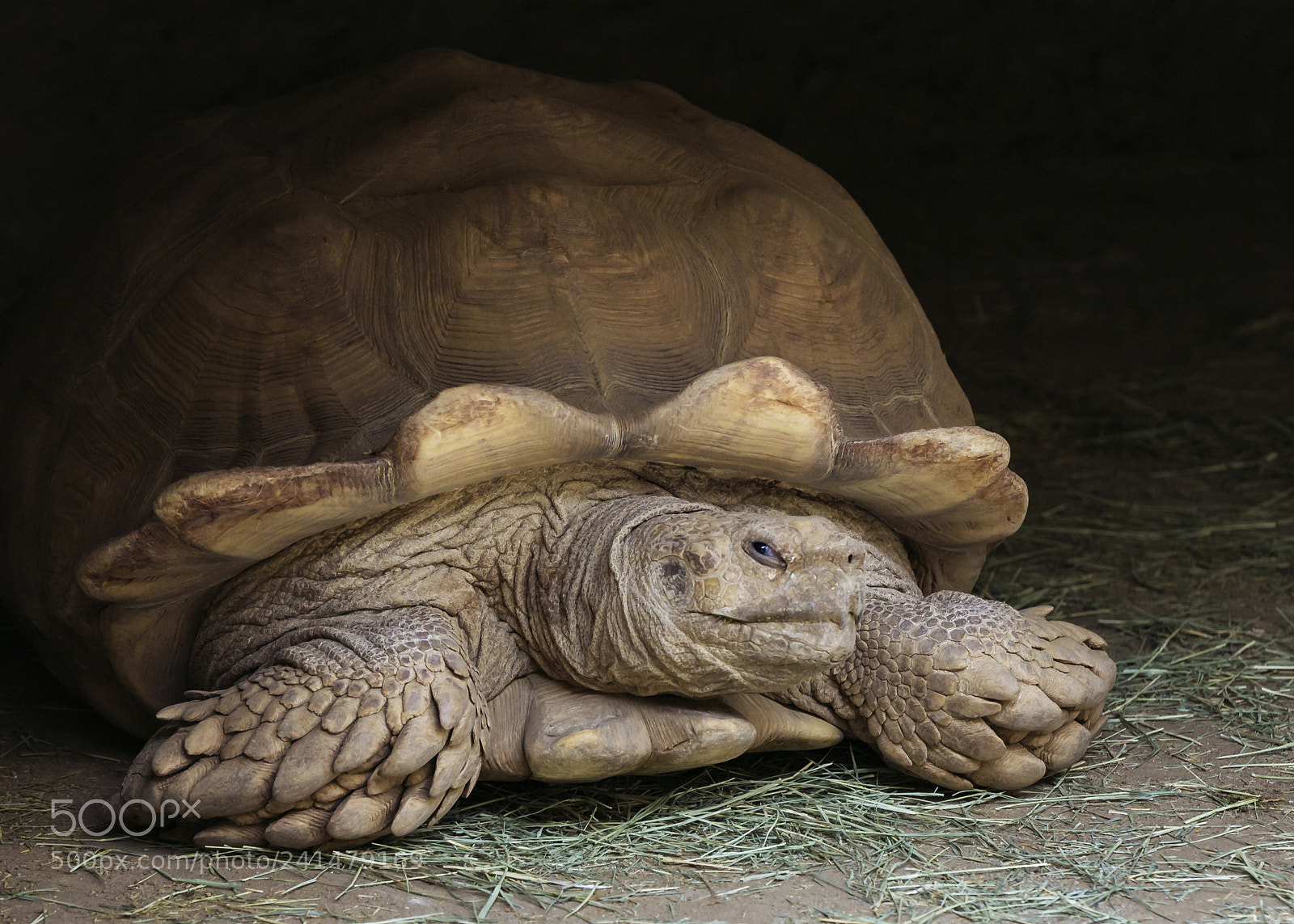 Canon EOS 60D sample photo. African spurred tortoise photography