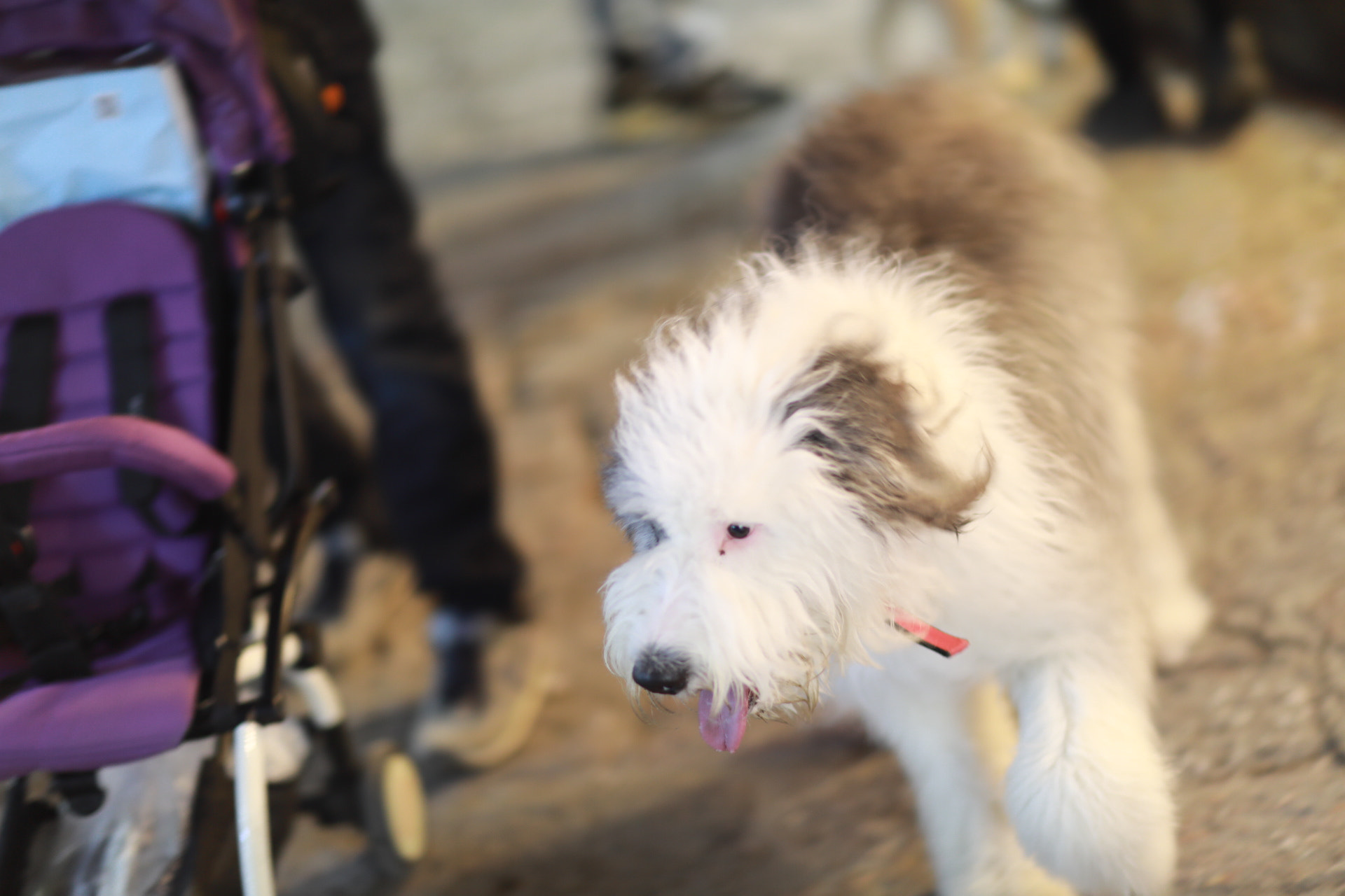 Canon EF 85mm F1.2L II USM sample photo