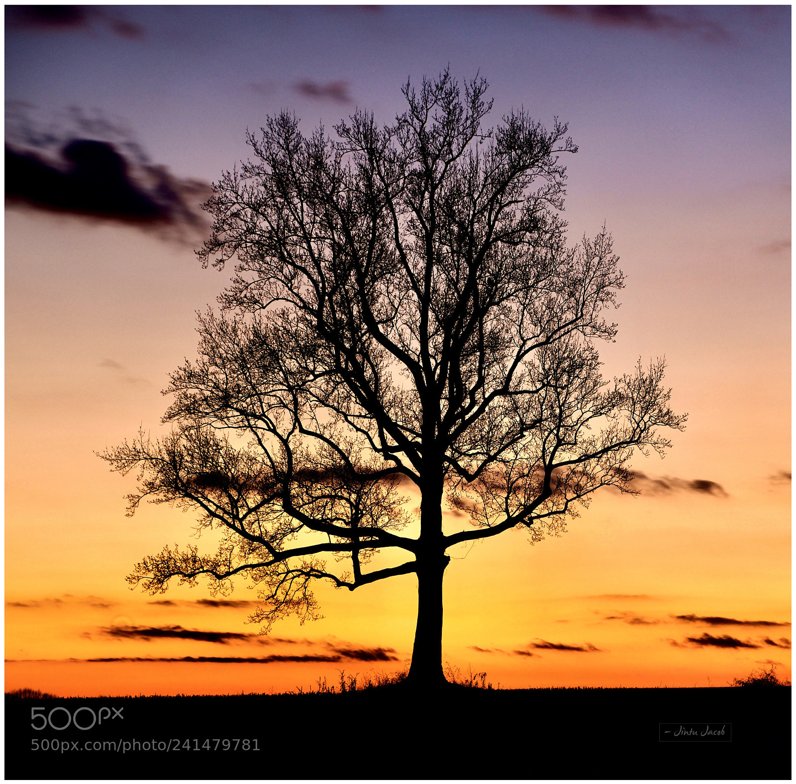 Nikon D500 sample photo. Tree that was in photography